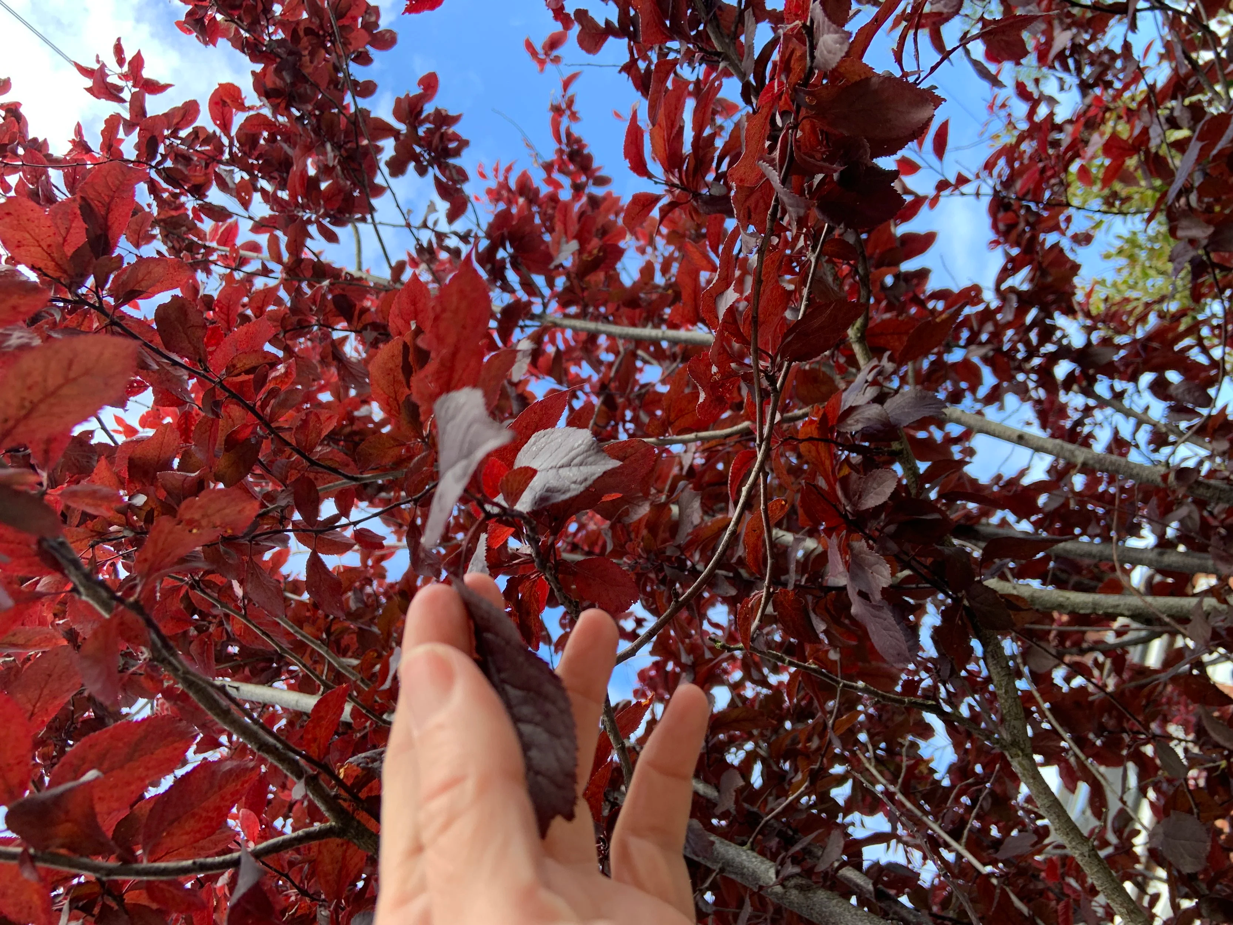 Cherry