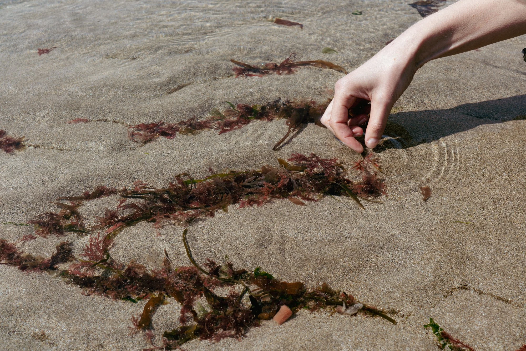 Seaweed art 2.jpg