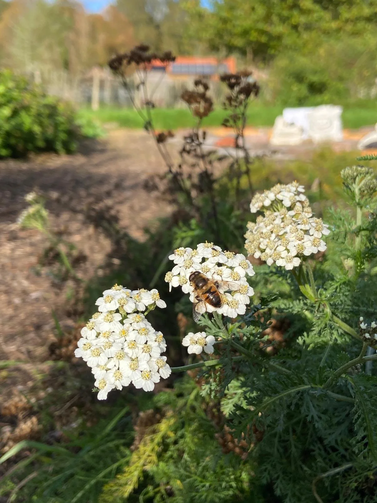 Yarrow_Greta 2.jpg