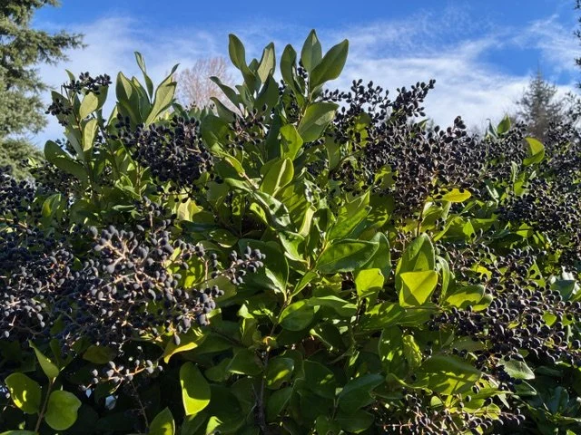 Privet bush.jpeg