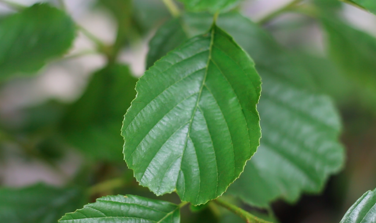 2 Begley alder leaf.png