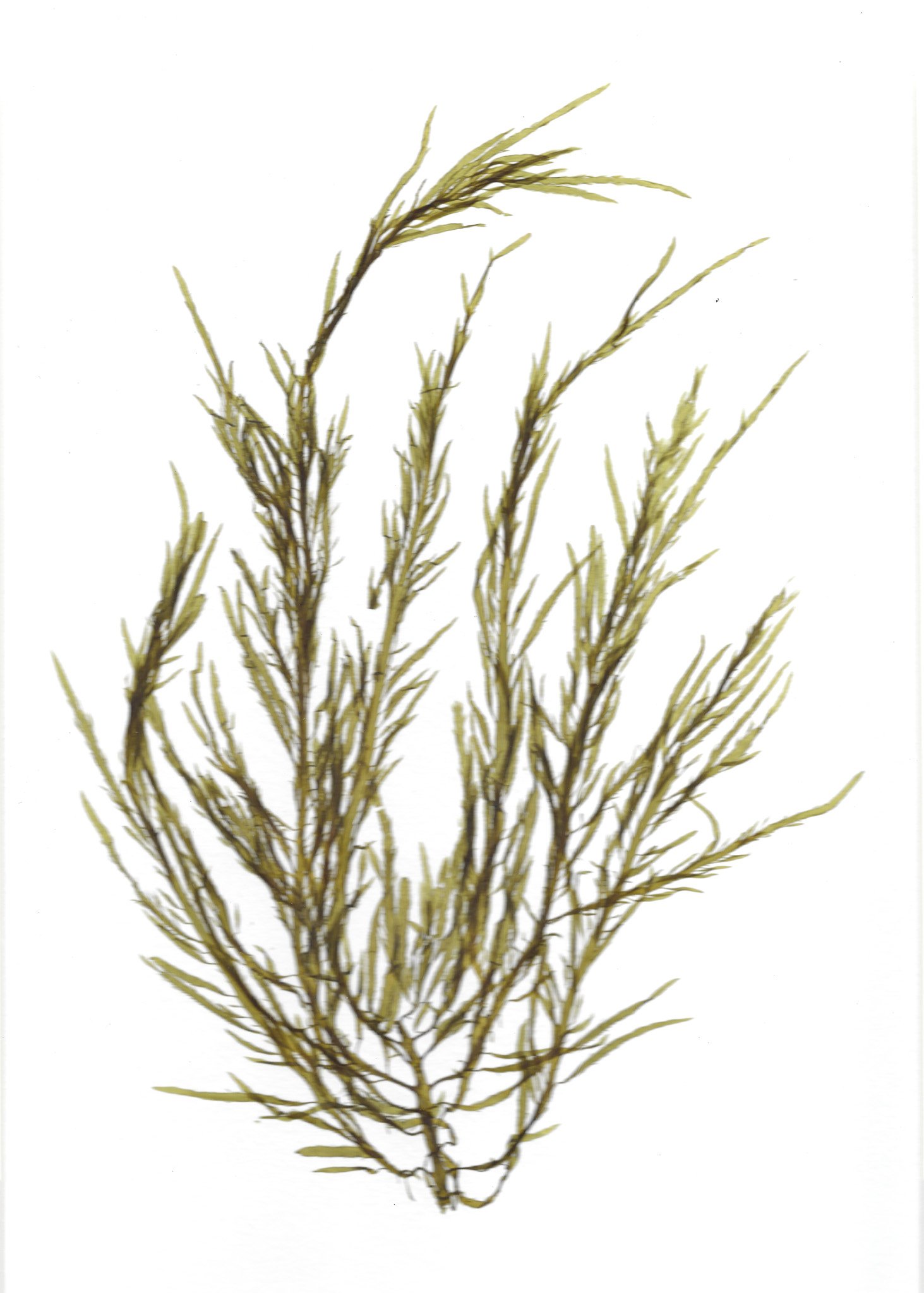 The Art Of Seaweed — Plants & Colour