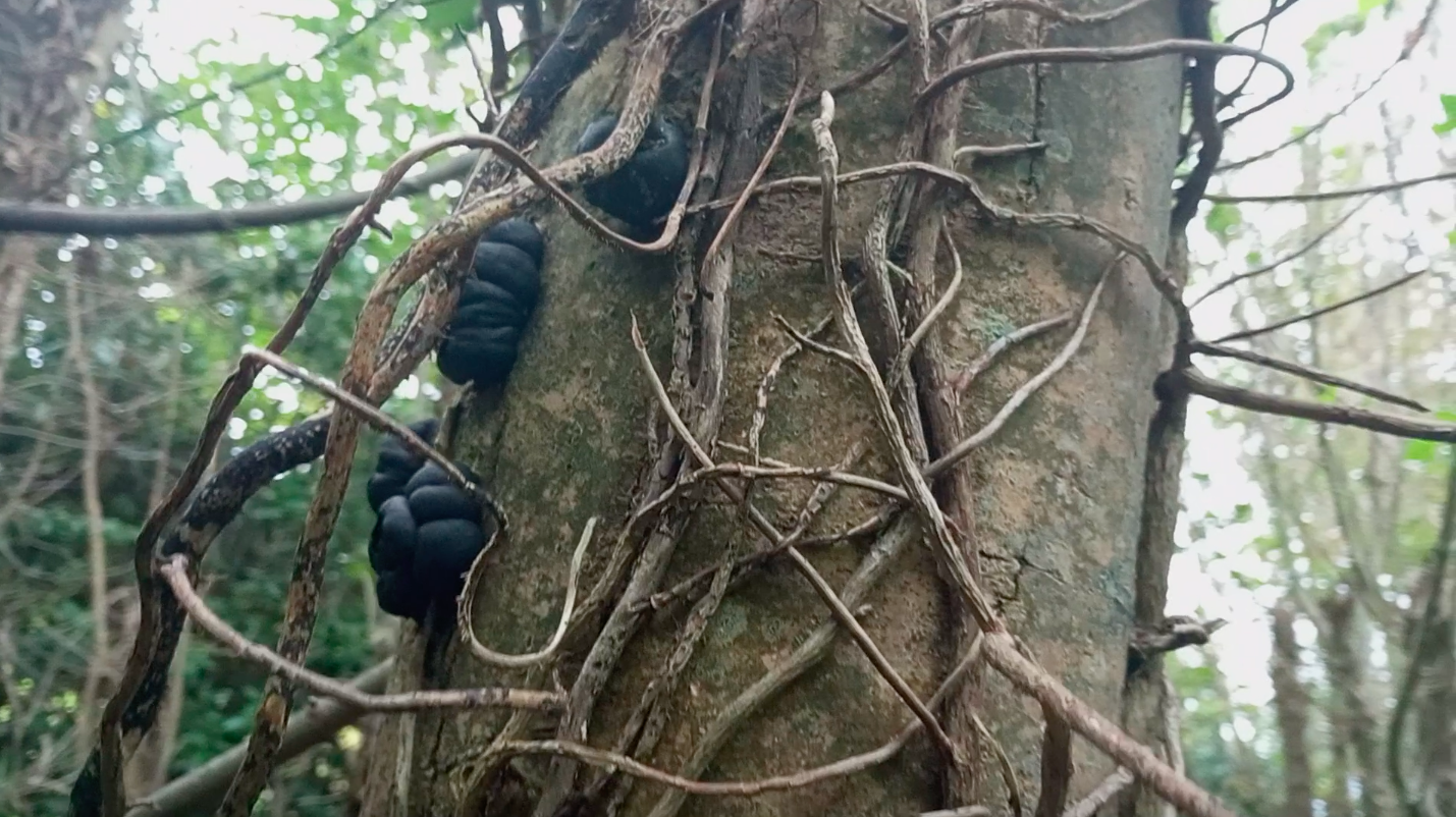 Cramp ball on ash.png