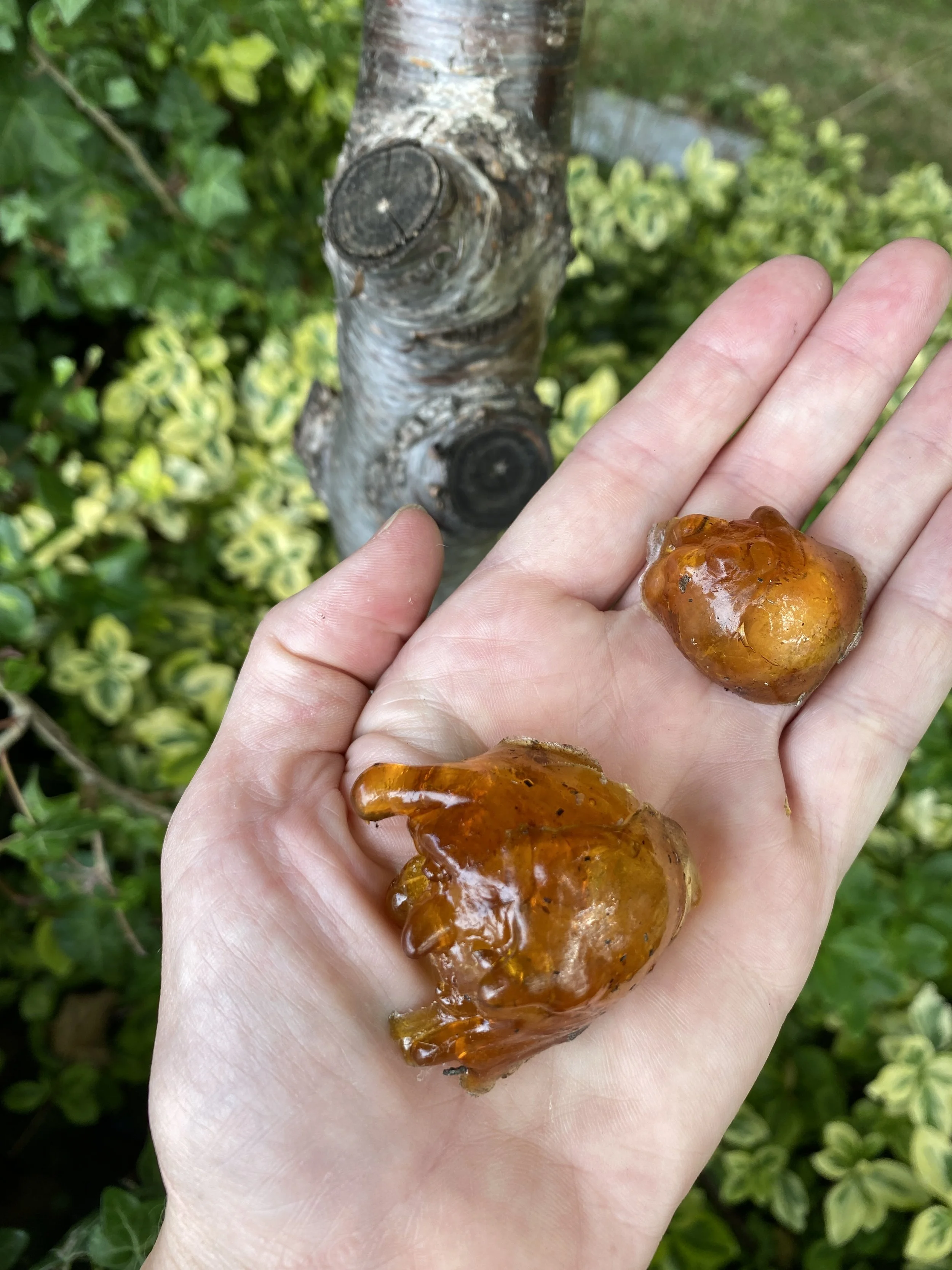 cherry tree gum from a London garden.JPG
