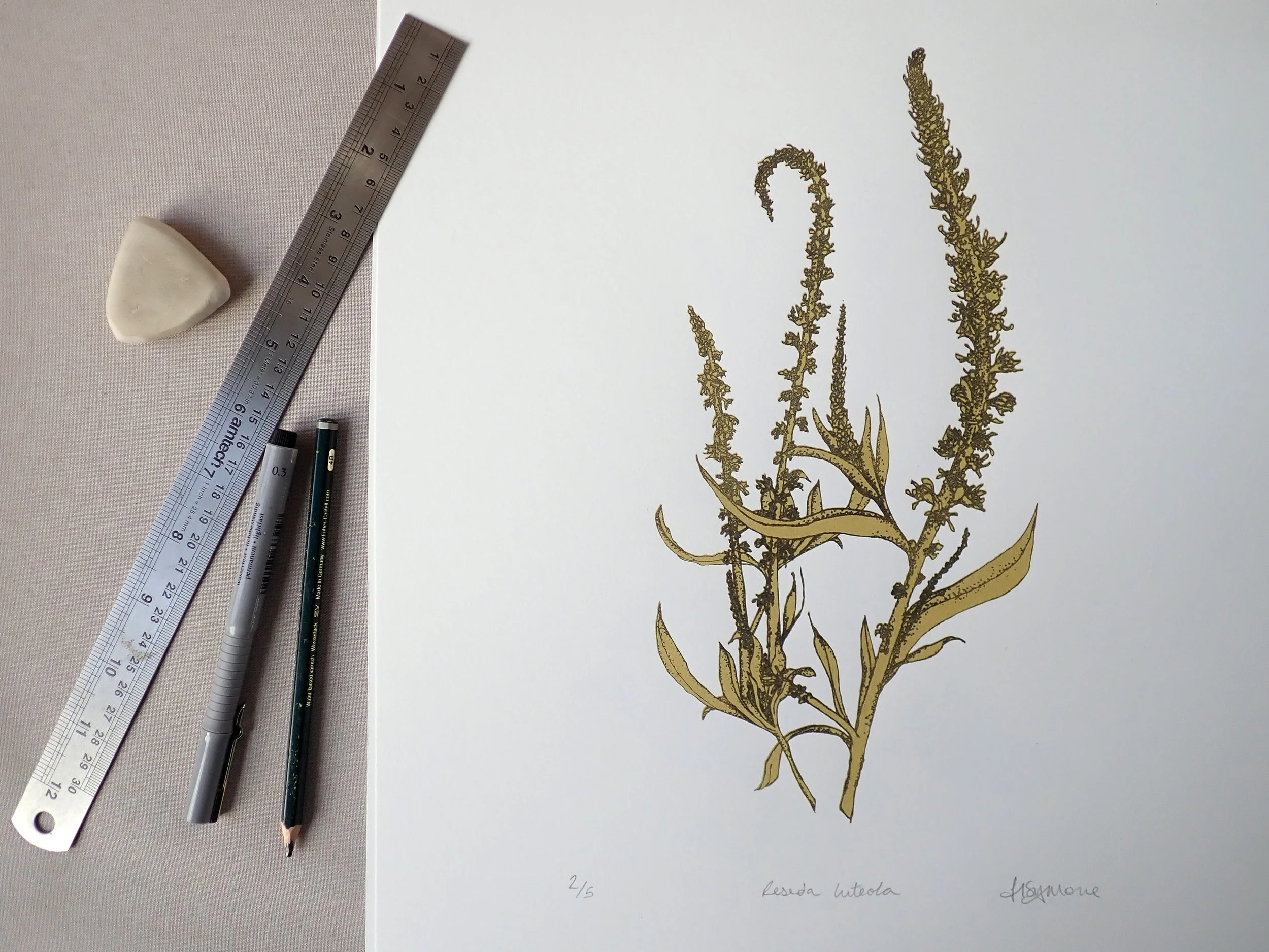 Reseda luteola.jpg