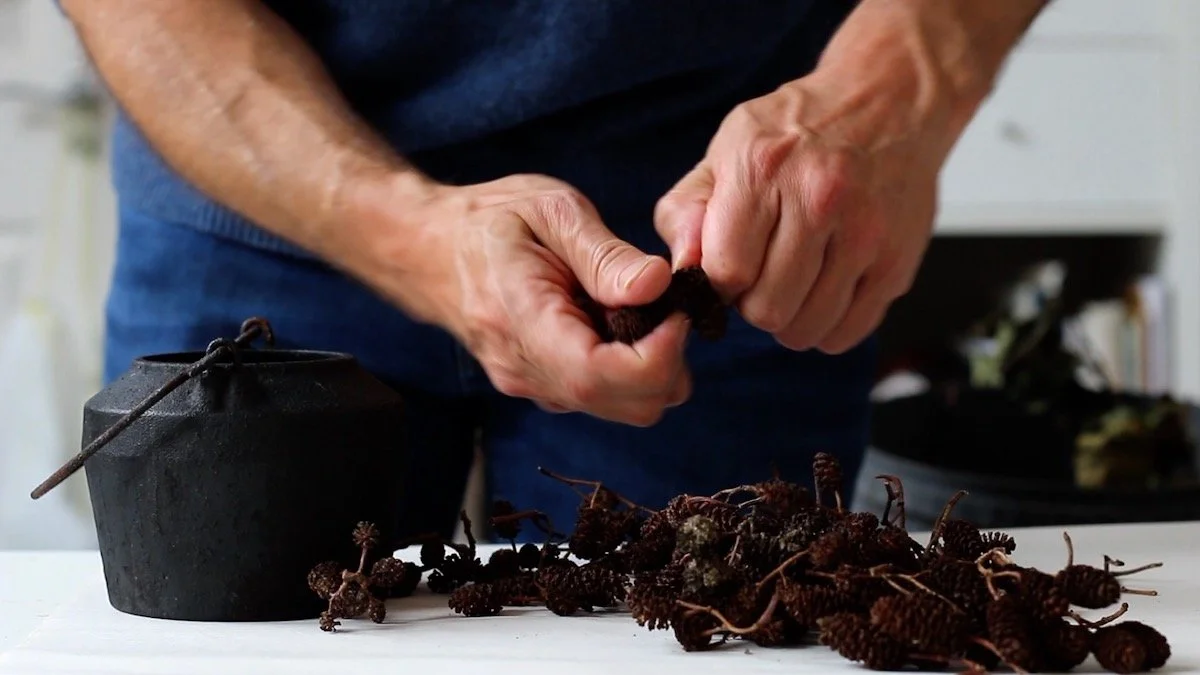 6 Begley-alder cone ink still.jpg