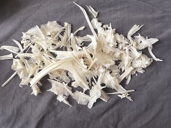 Fishbones.jpg