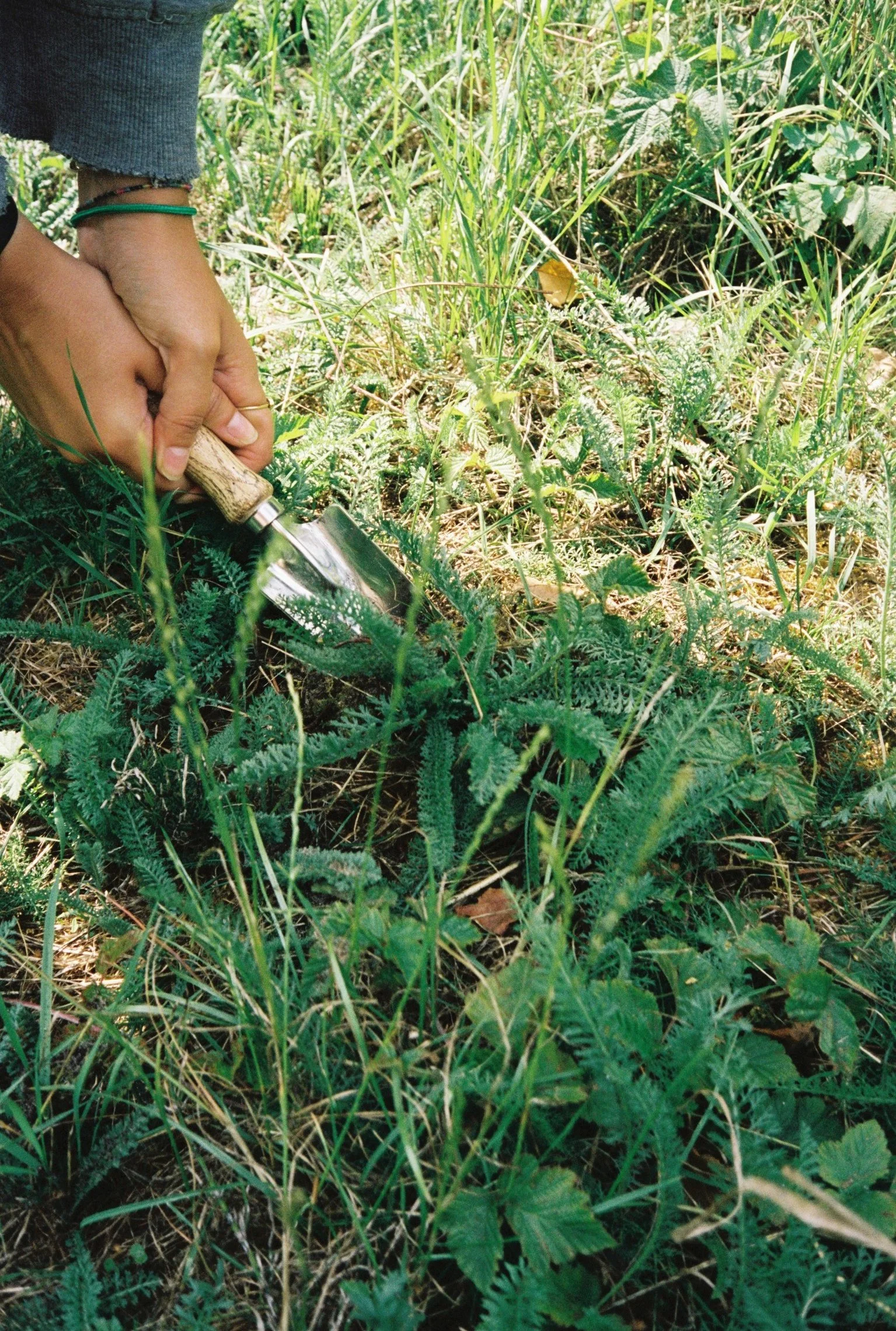Yarrow_Greta 1.JPG