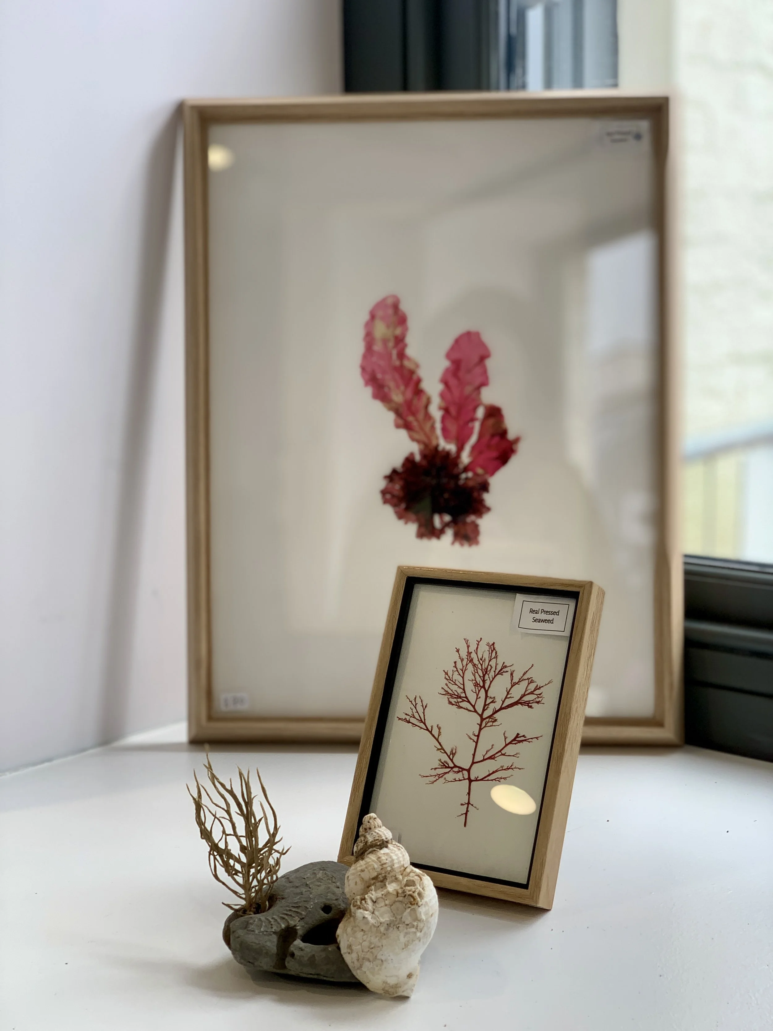 Seaweed Pressing Pop up shop.JPG