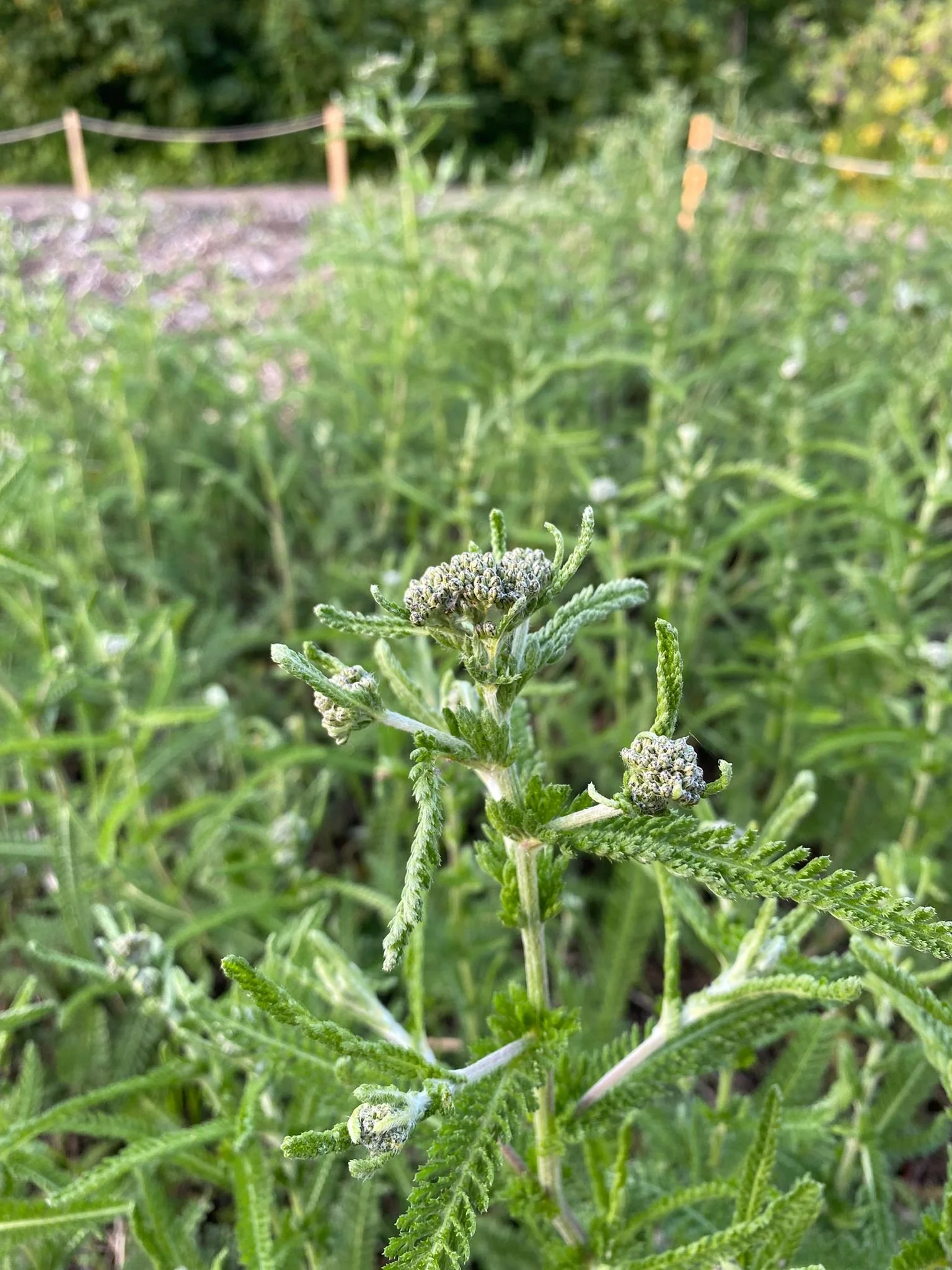 Yarrow_Greta 3.jpg