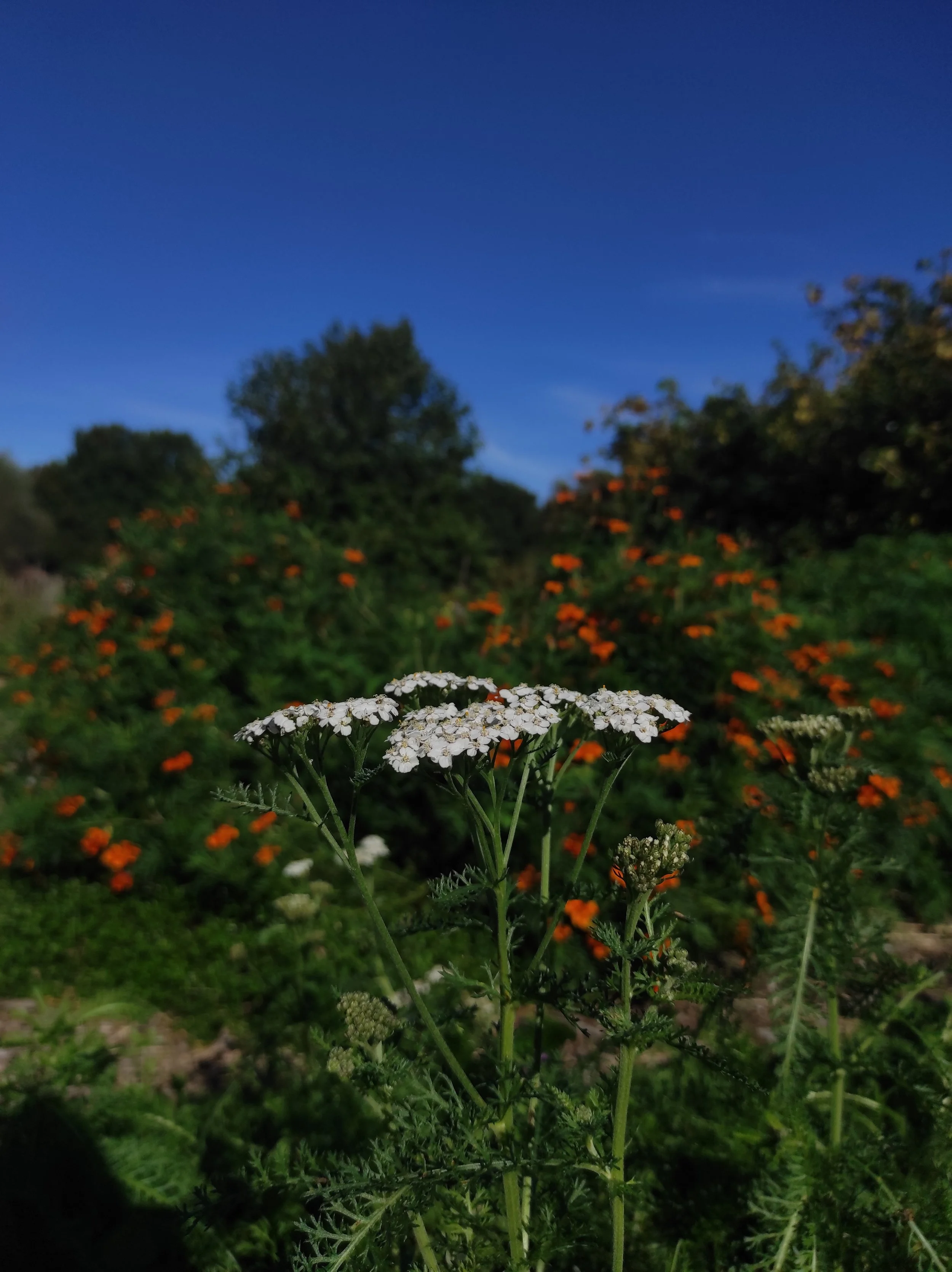 Yarrow_Greta 6.jpg