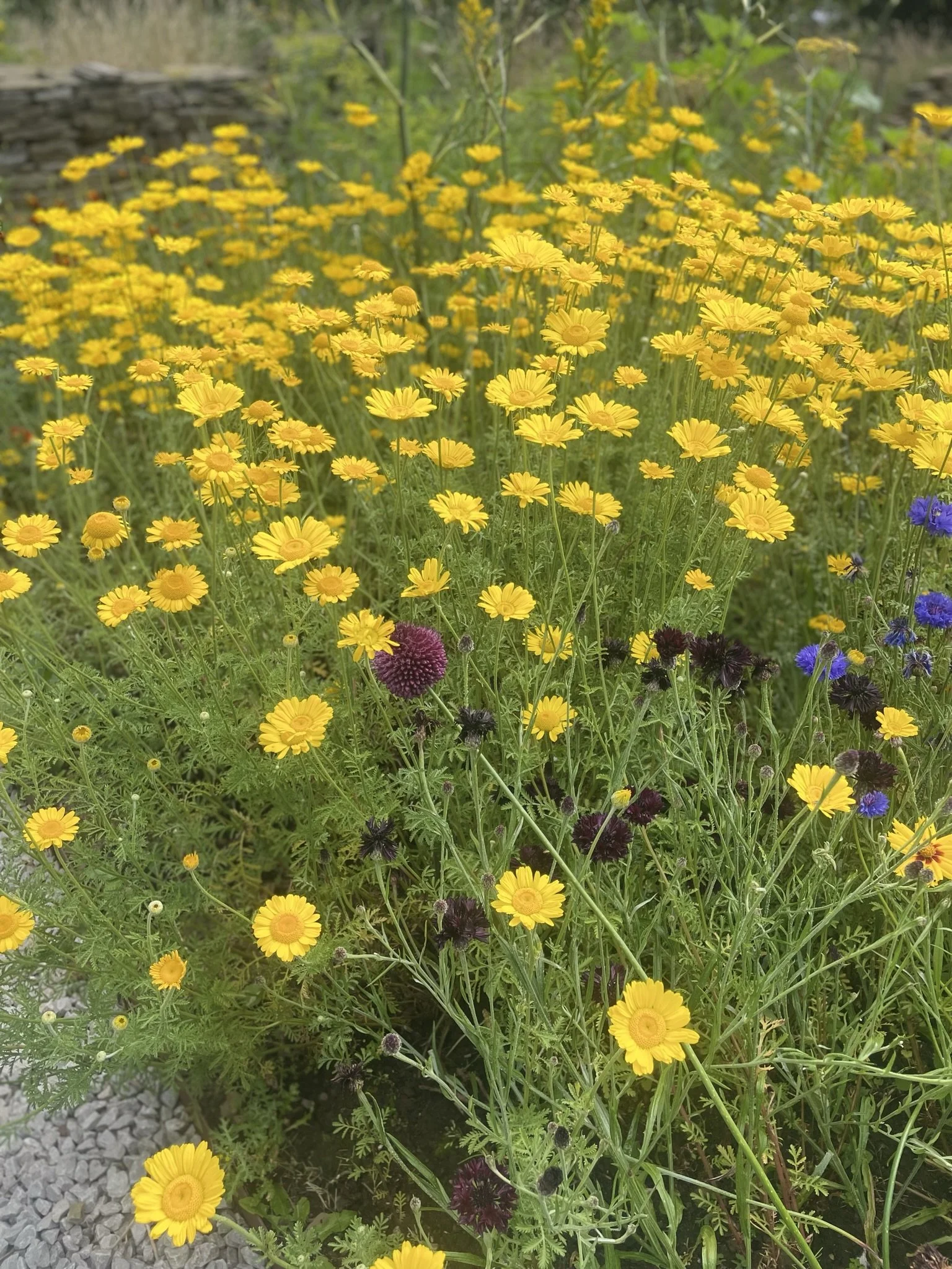 IMG_9914.JPEG