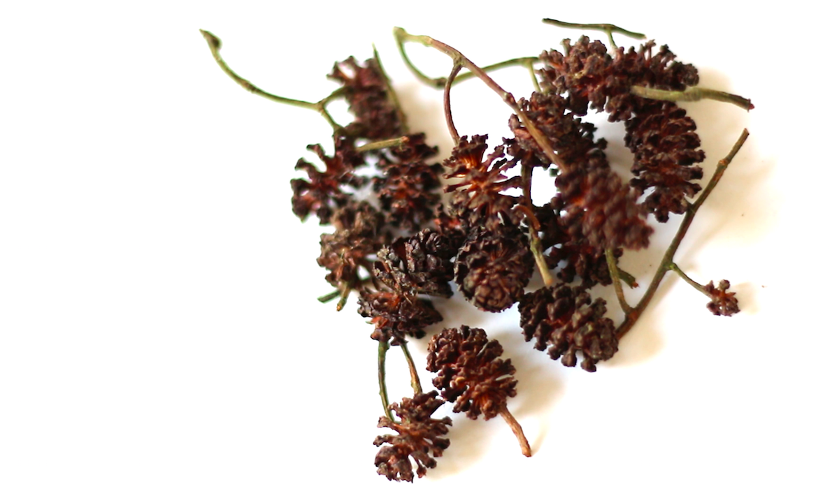 1 Begley Alder cone still.png