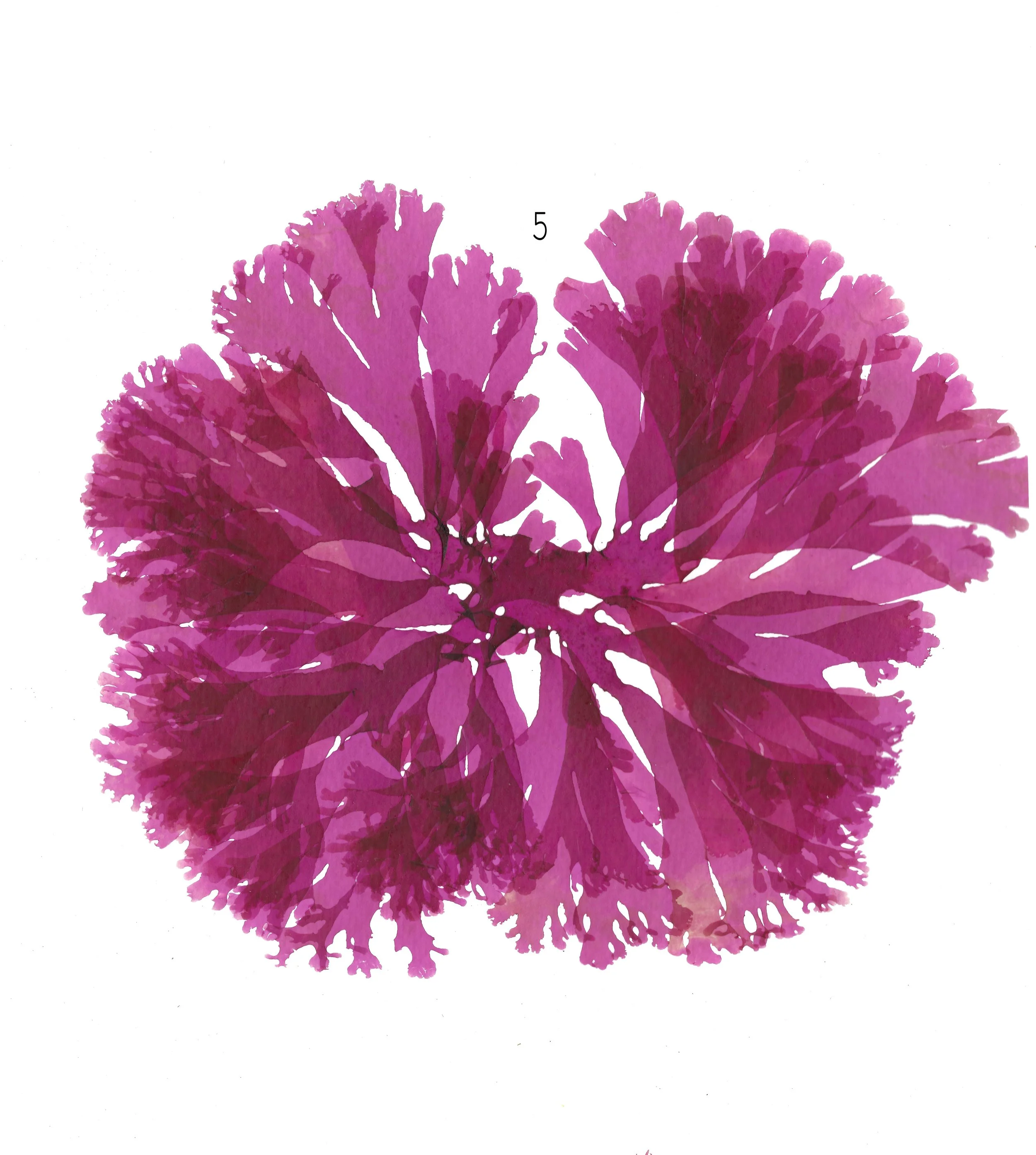 The Art Of Seaweed — Plants & Colour