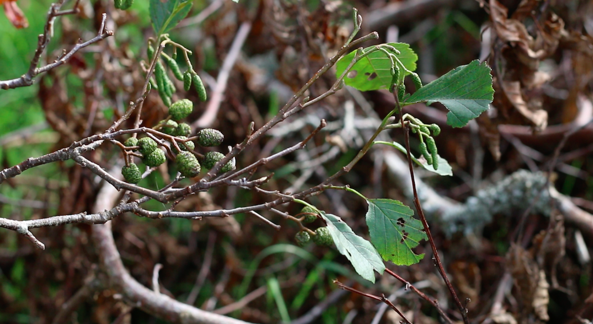 4 Begley alder leaves and green cones.png