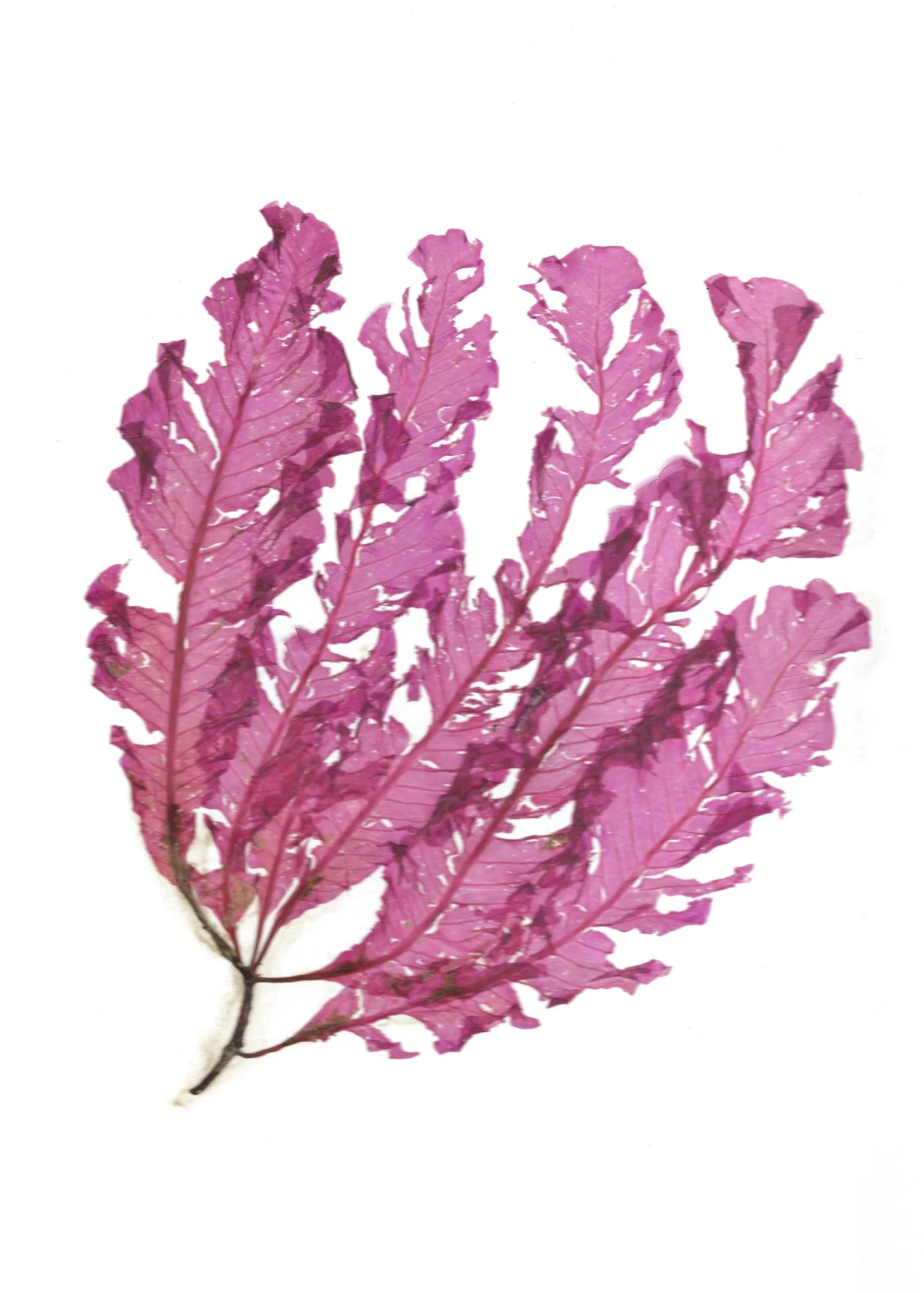 A4 Seaweed pressing scan -12.jpg