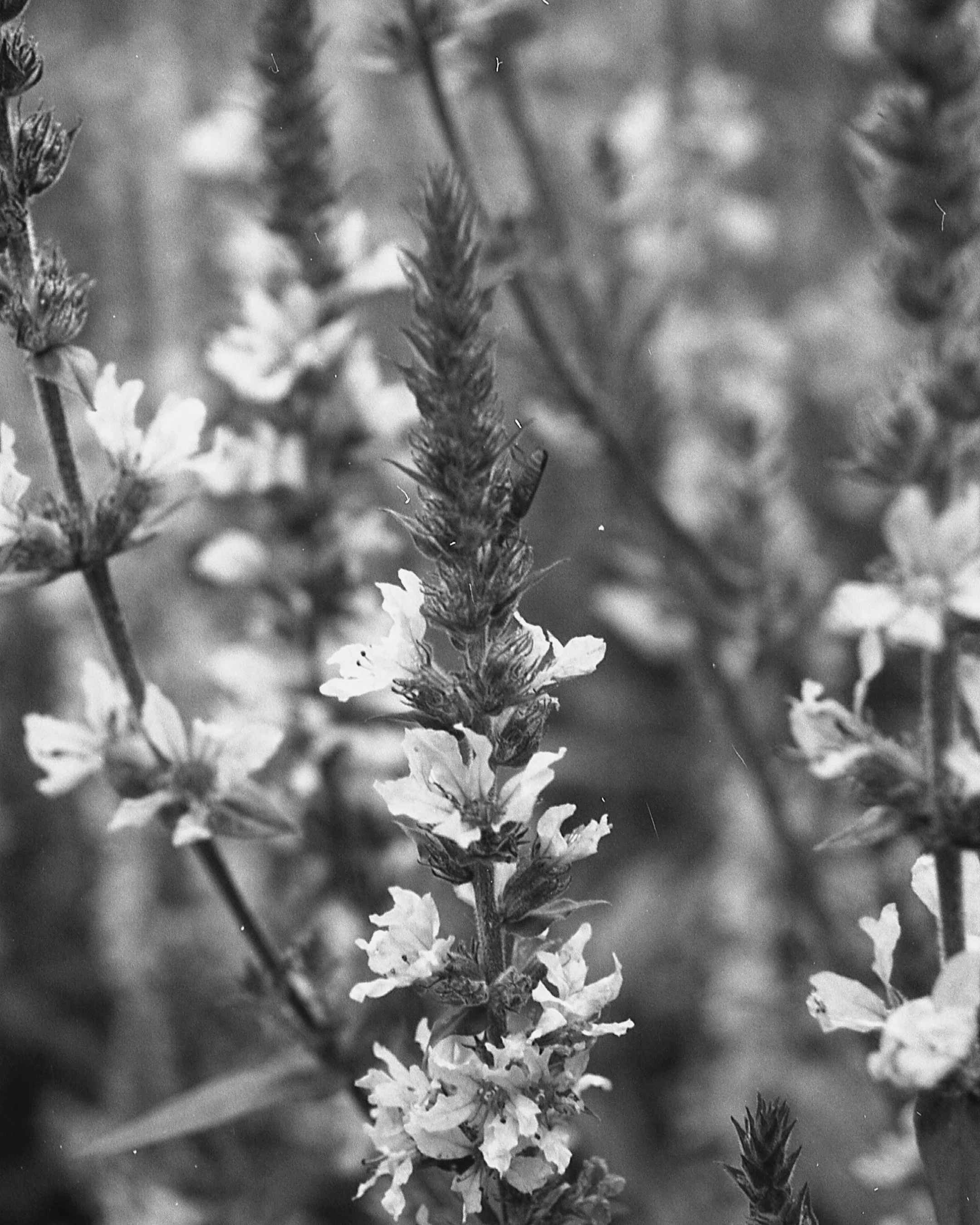 GRETA_favourite plants_raw materials(2).jpg