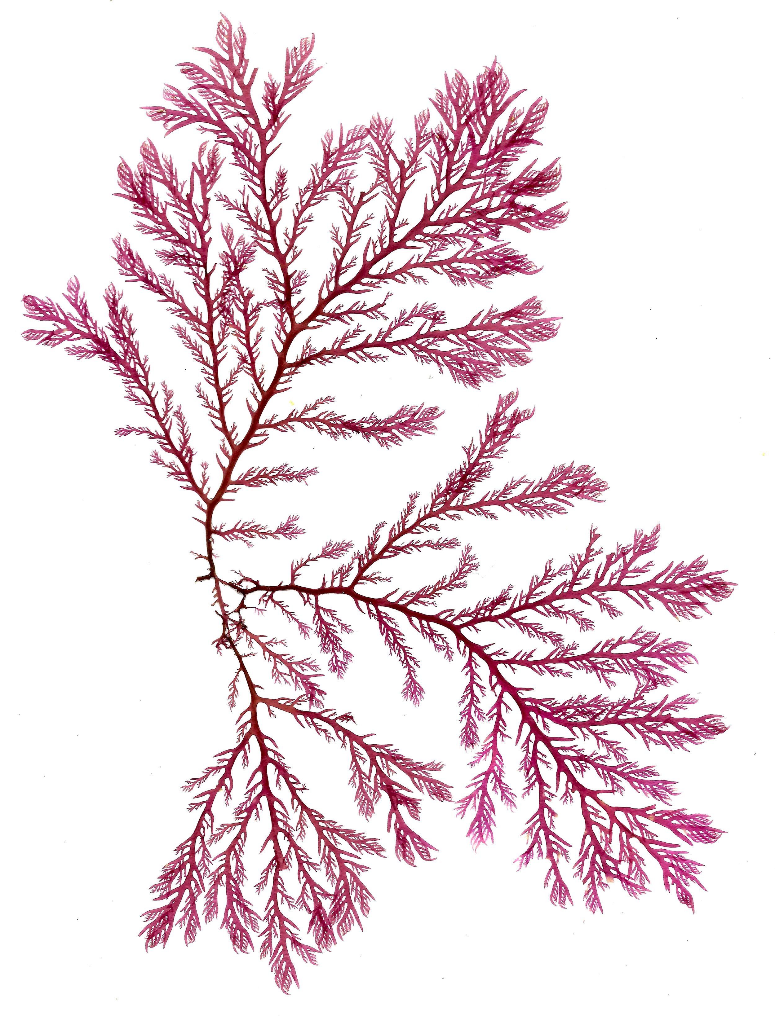 The Art Of Seaweed — Plants & Colour