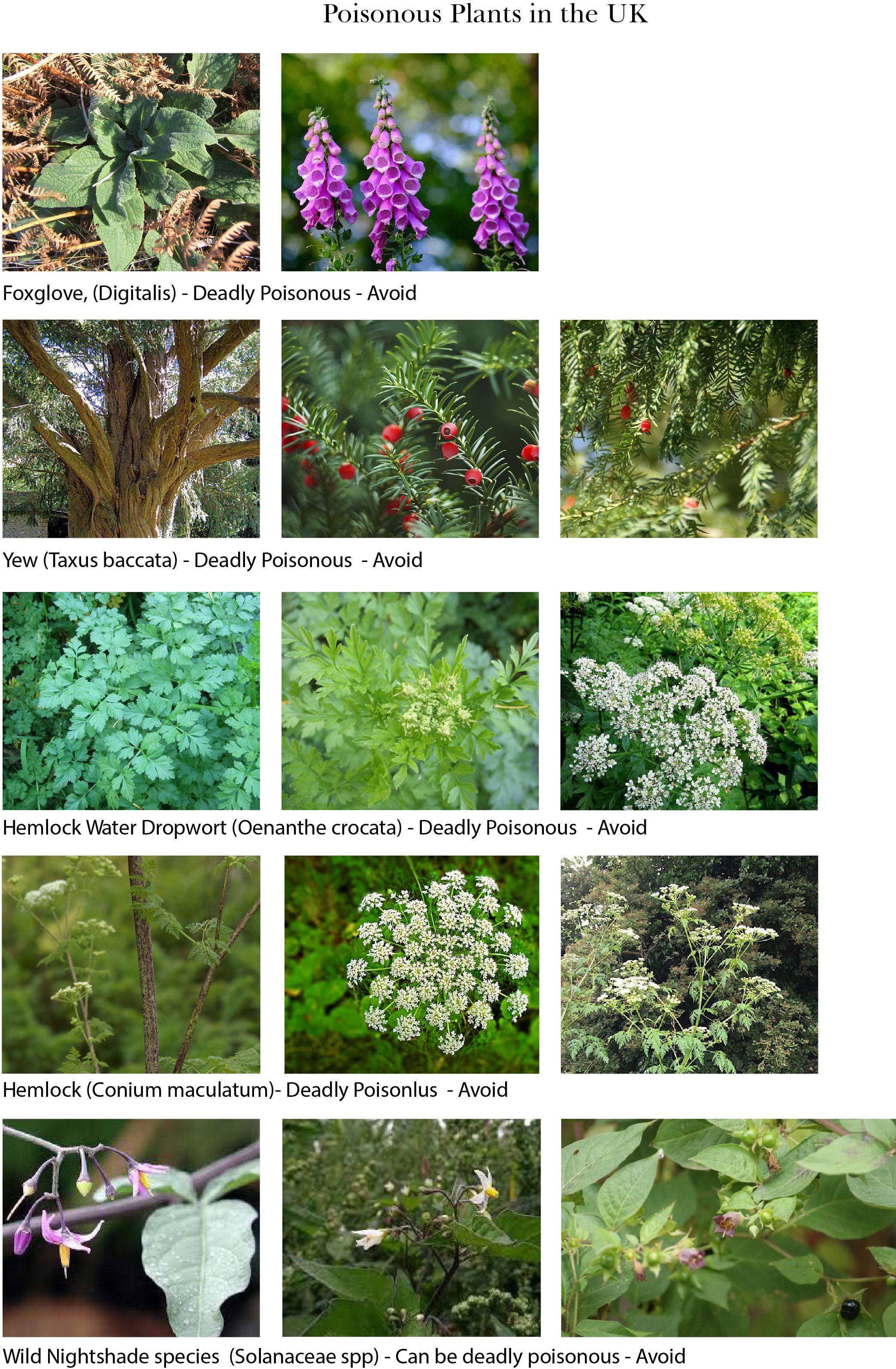 Poisonous Plants - UK — Plants & Colour