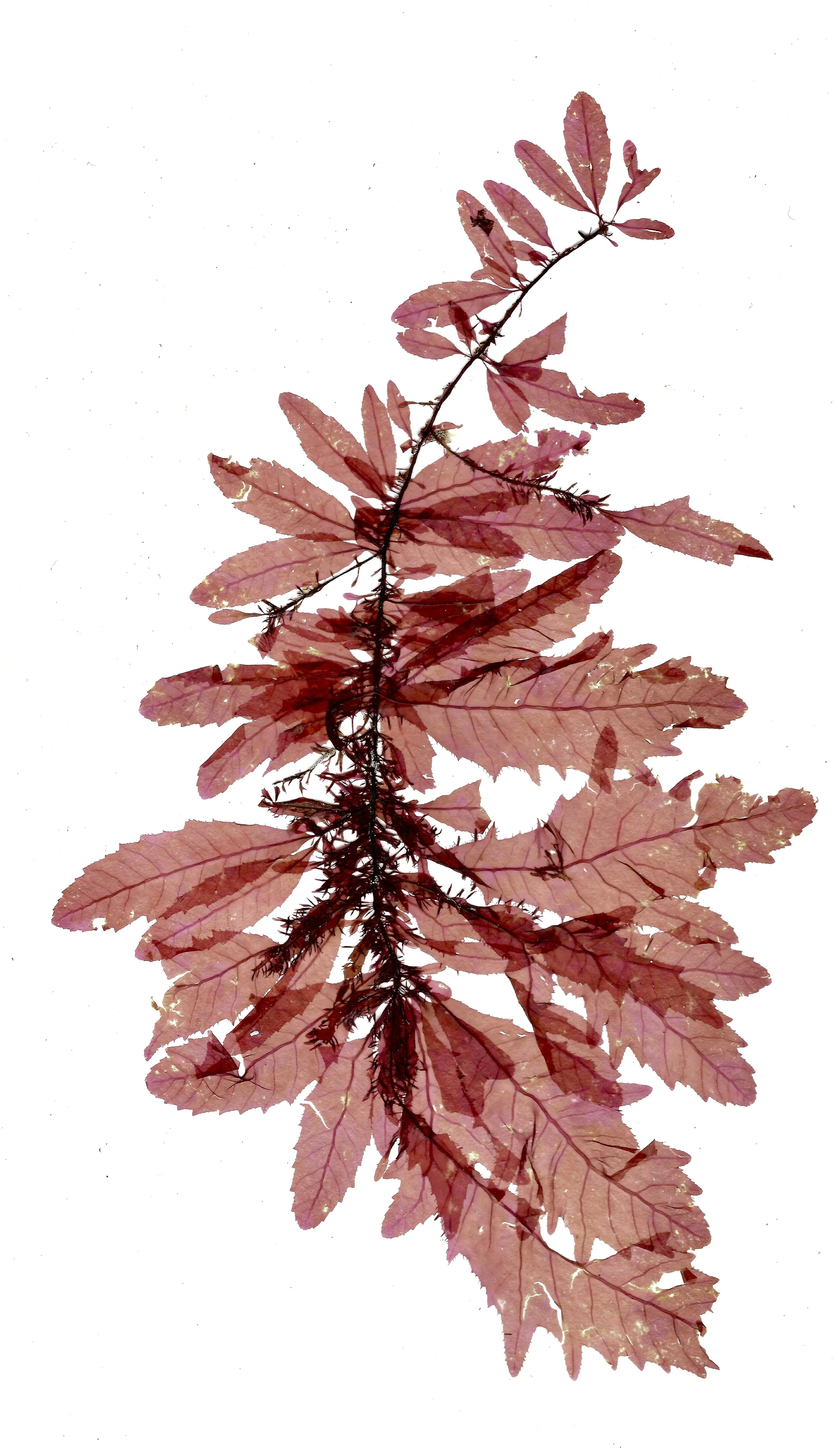 Seaweed scan 1 10 copy.jpg