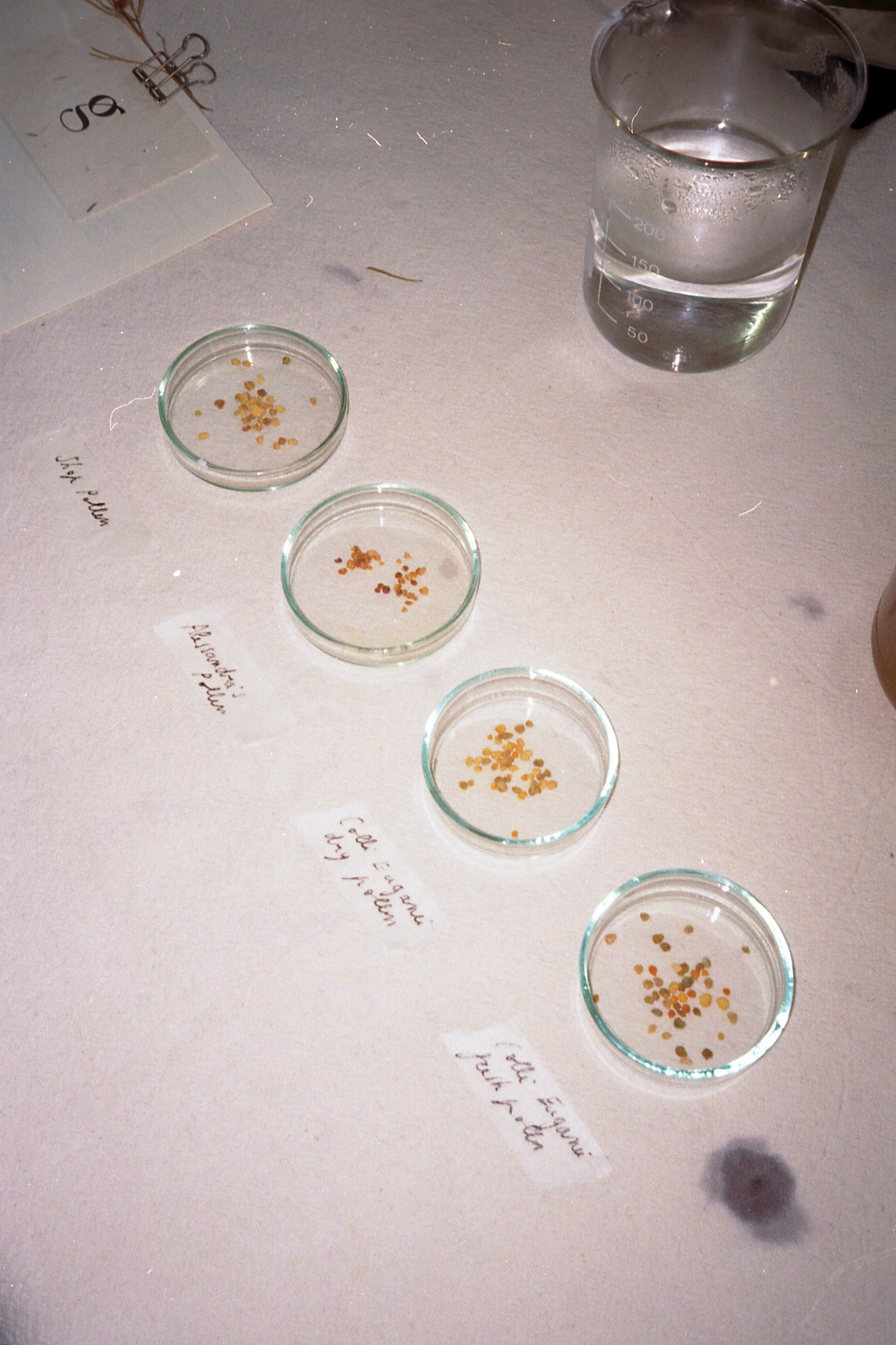 GRETA_favourite plants_raw materials(1).jpg