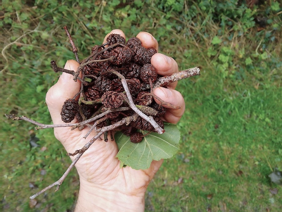 5 Begley alder-cones.jpg
