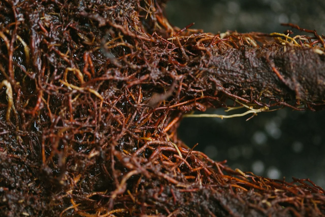 2 close up of root hand .JPG