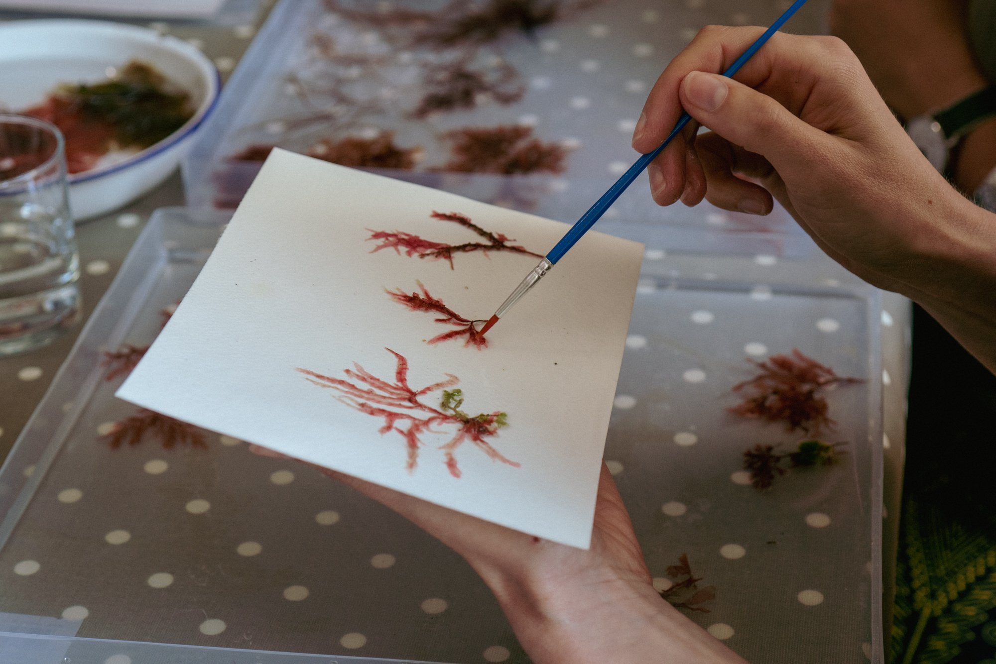 Seaweed art-7.jpg