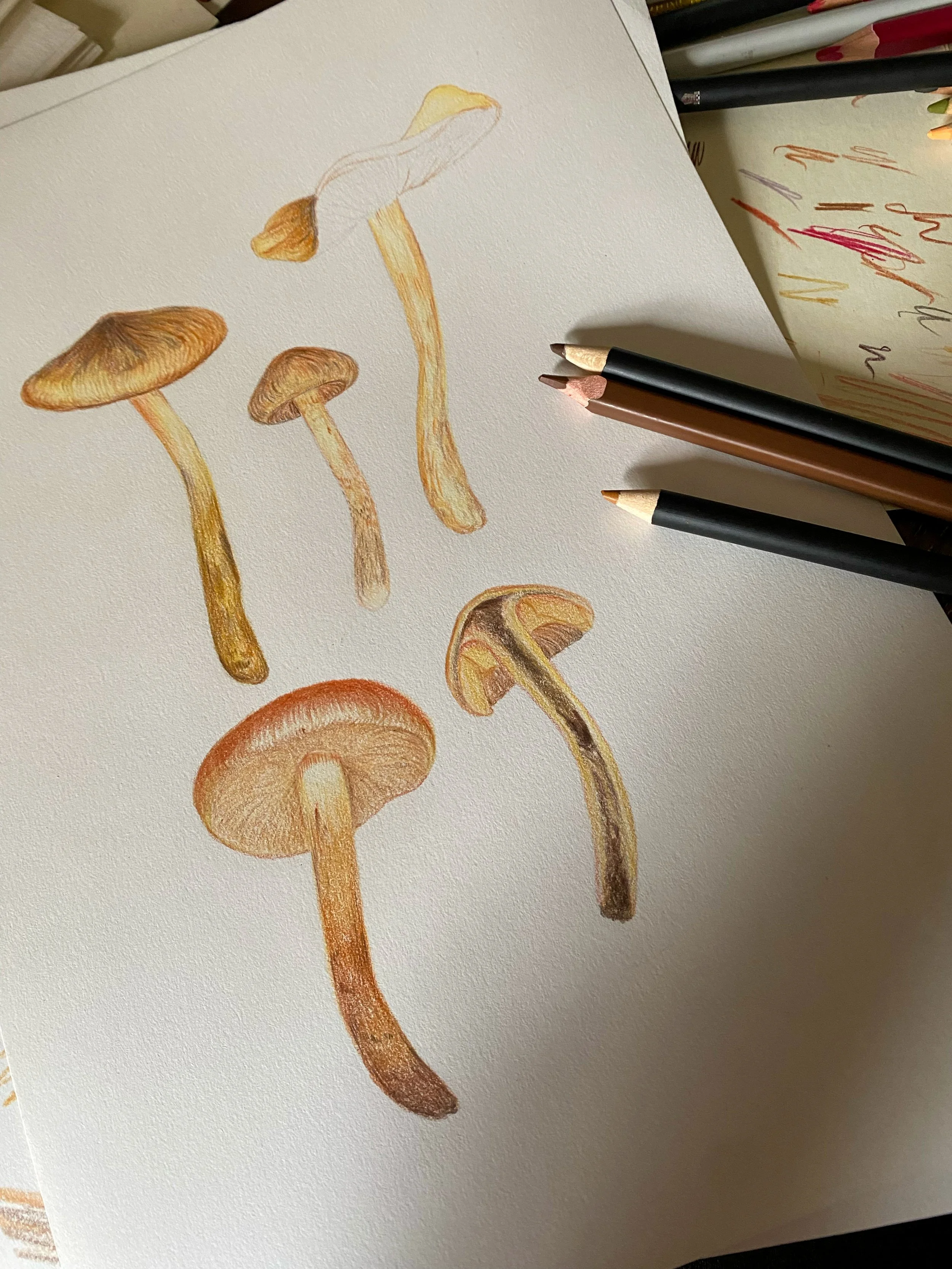 03 MCA Illustration.jpg