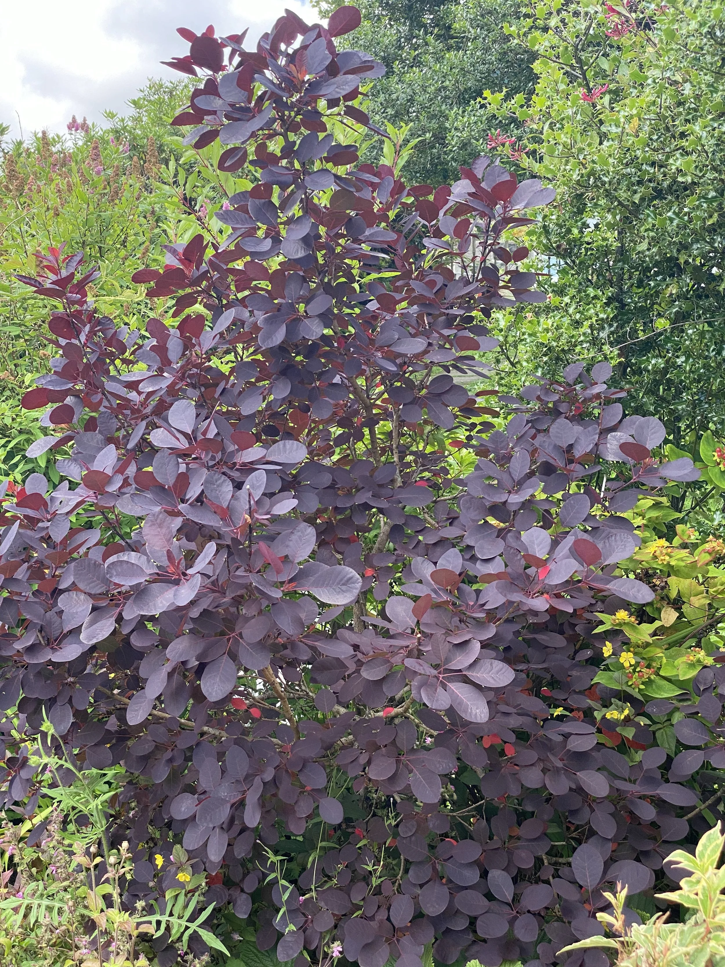 Cotinus