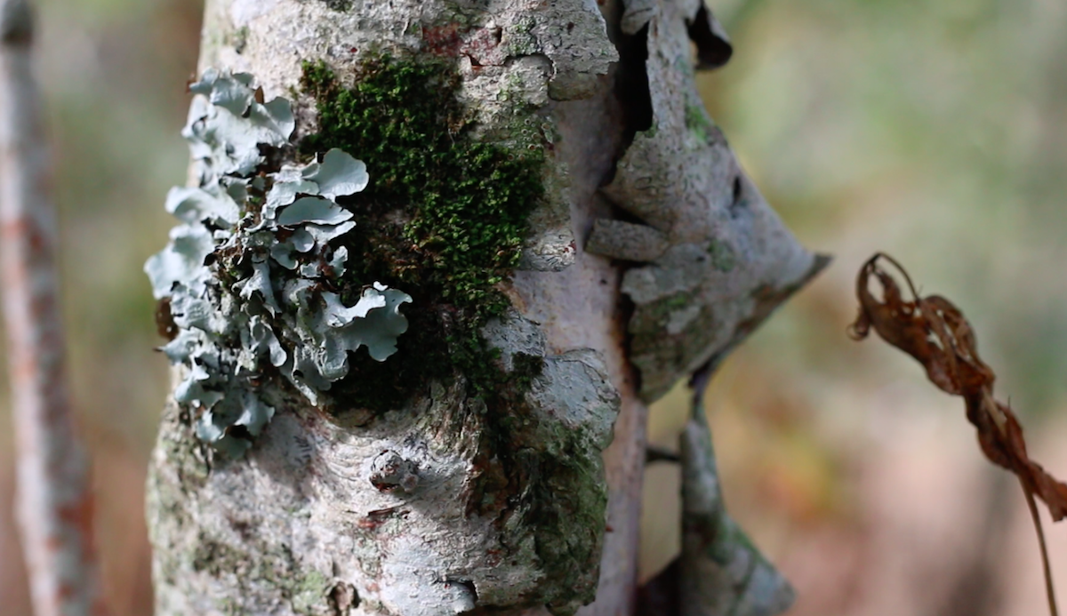 3 Begley alder bark with lichen.png