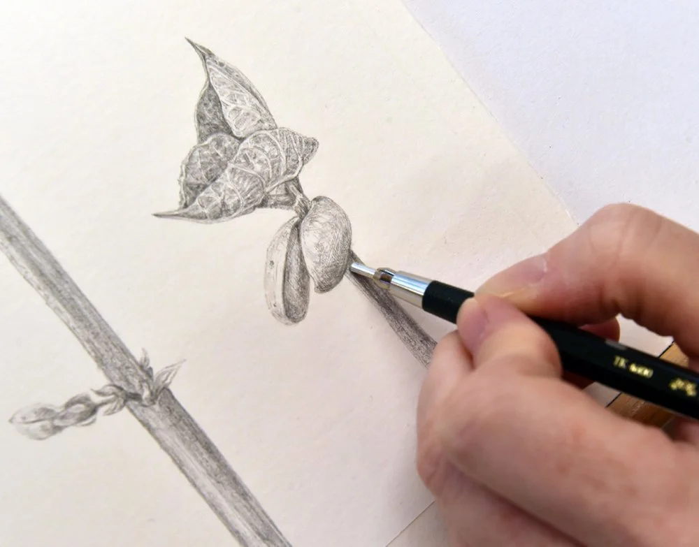 silverpoint_drawing.jpg