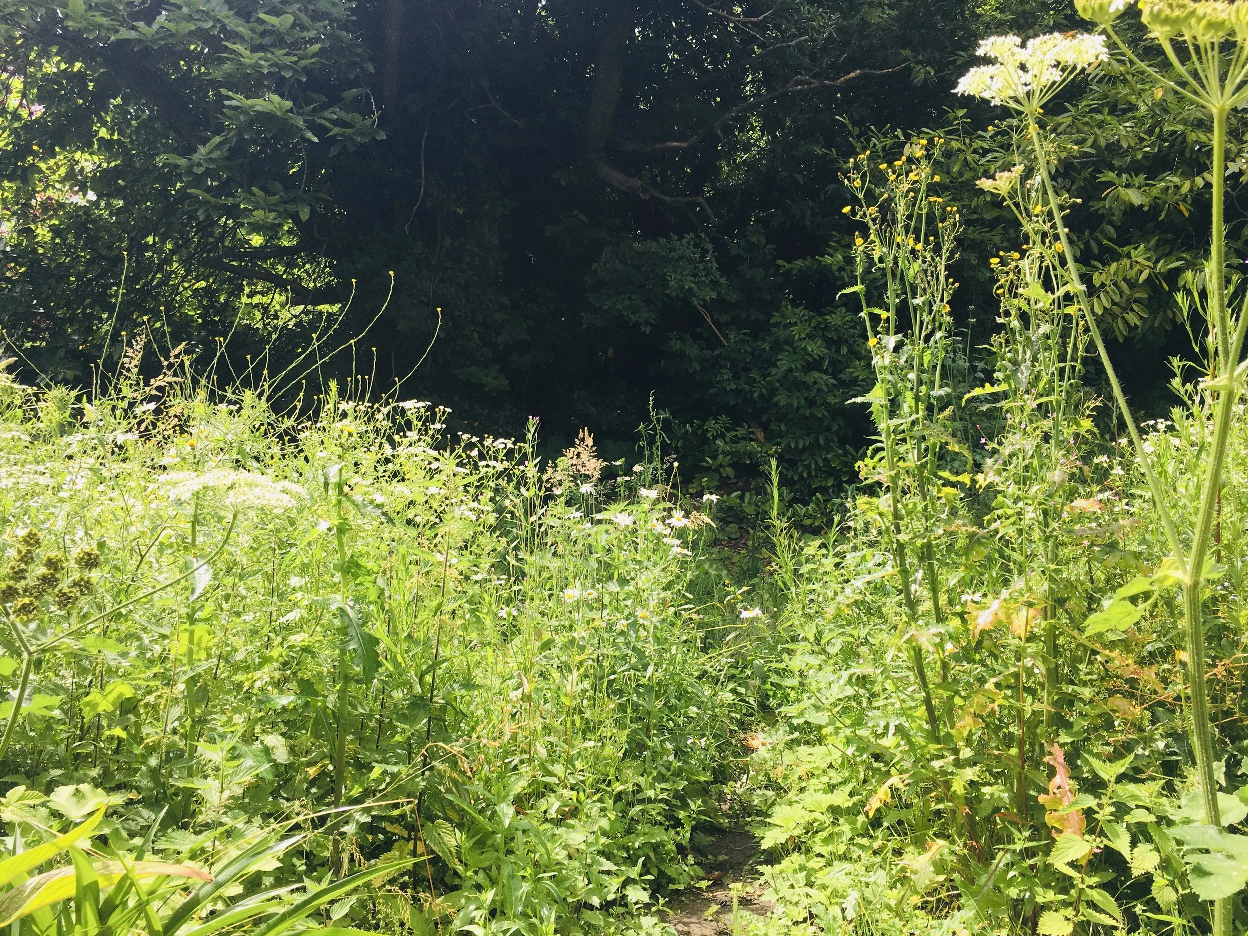 studio wild garden copy.jpg