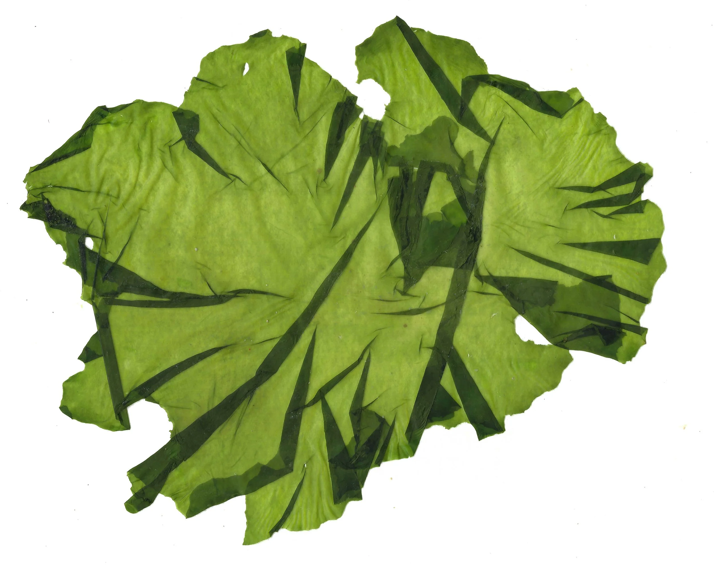 Seaweed scan.jpg