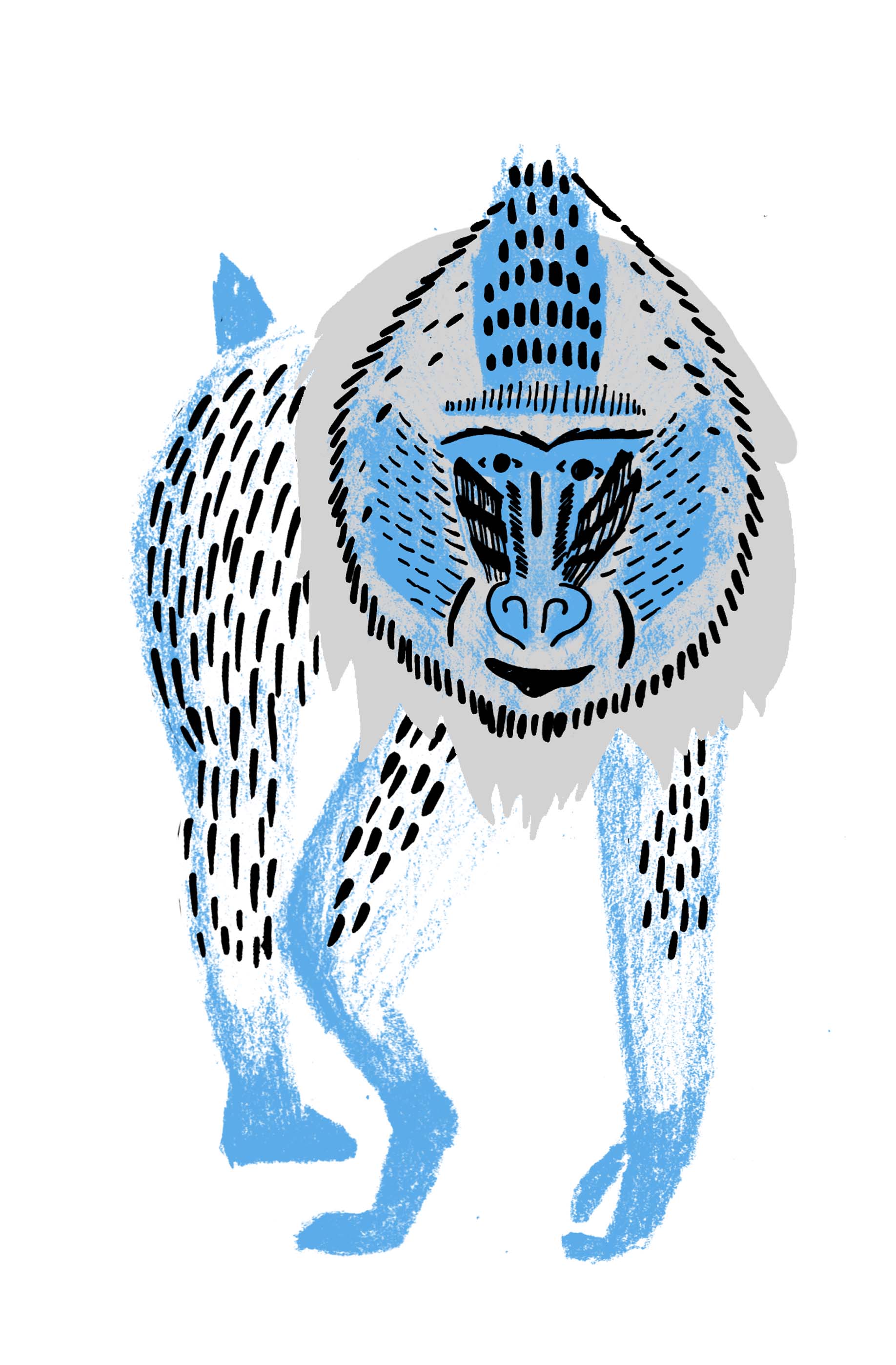 MONKEY.jpg