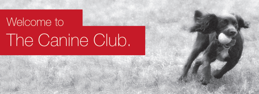 Header.png