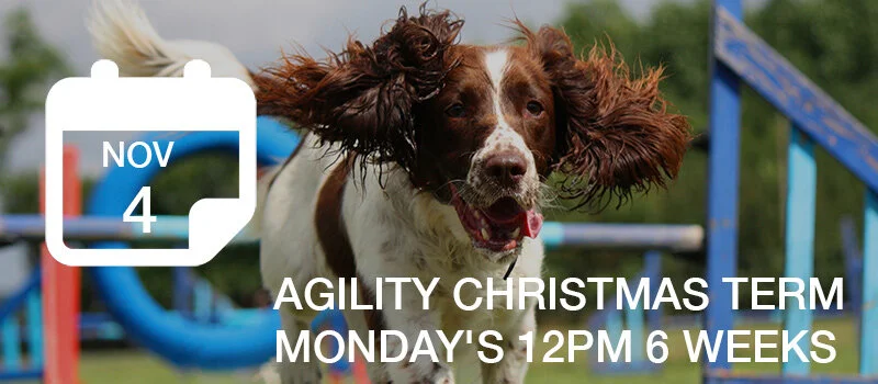 agility12pm.jpg
