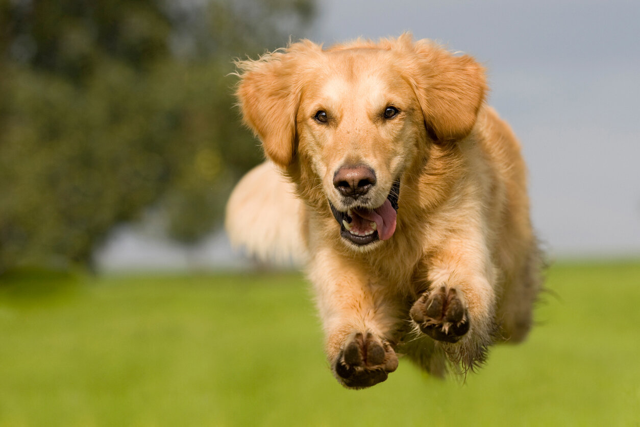 puppytraining7.jpeg