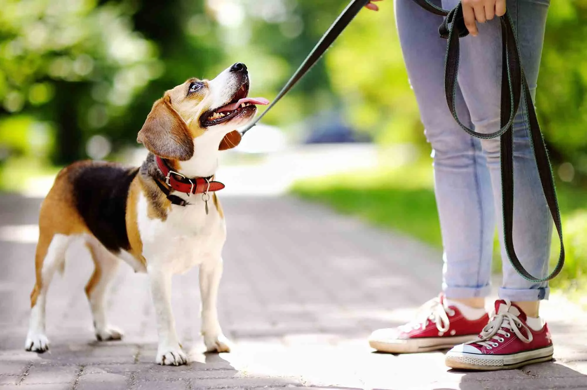 Puppy Classes Bracknell The Canine Club