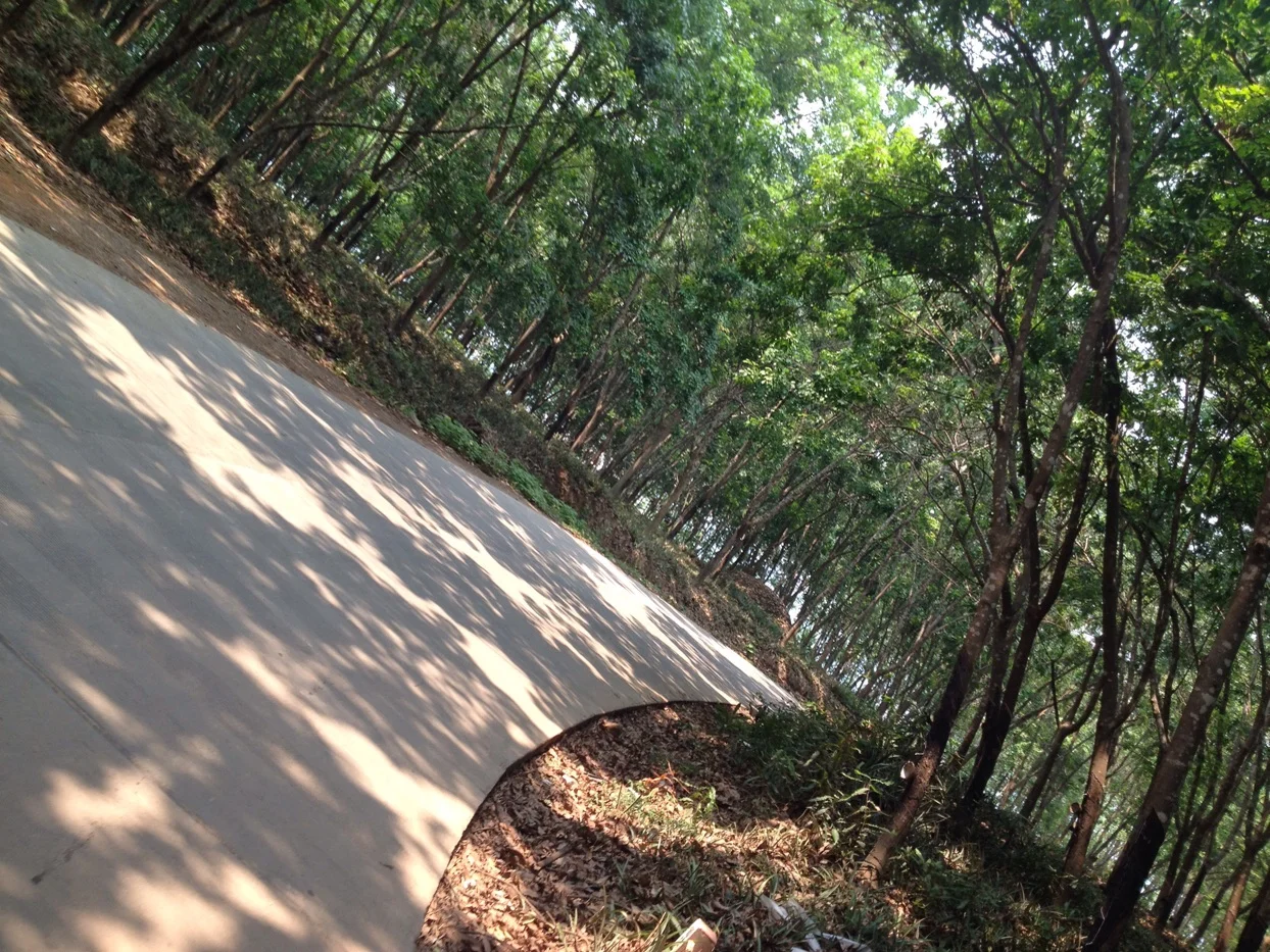 Biking in forest areas - reminds me of home