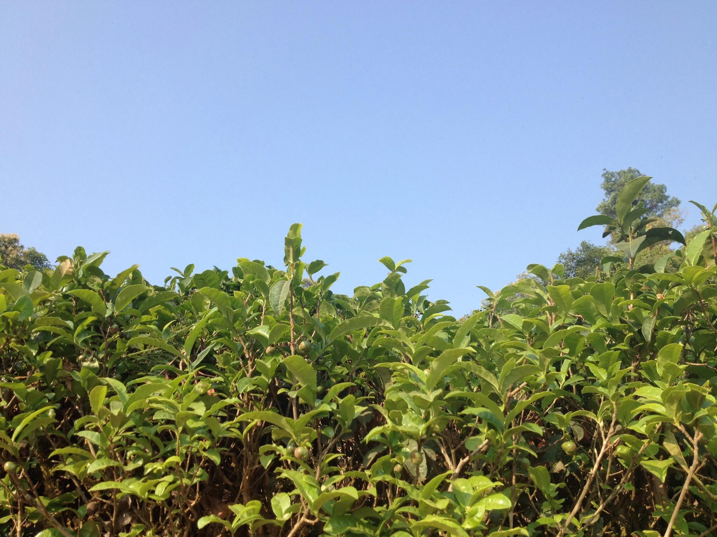 We learned that when the tea is picked only the top three leaves of each plant is used