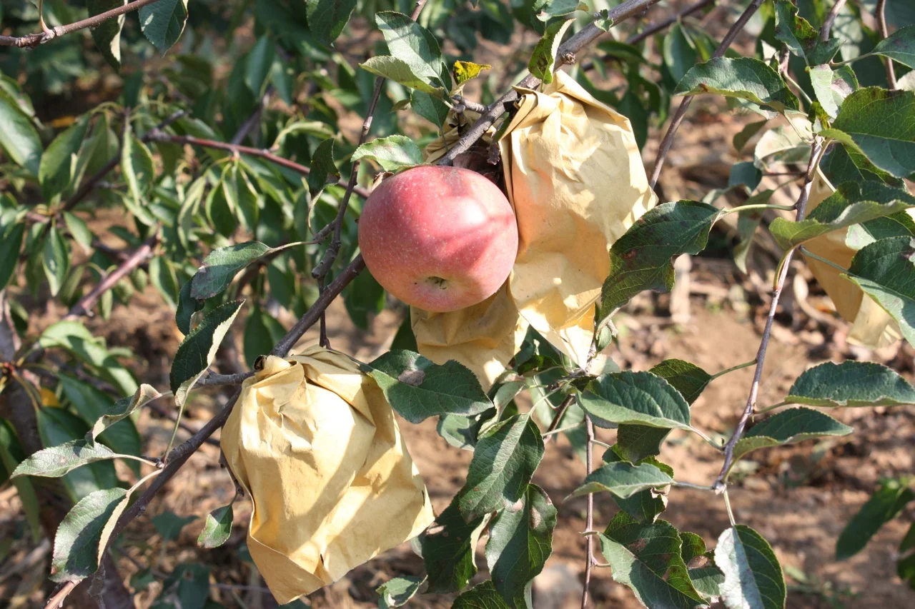 The apples are still on the tree when you place your order!