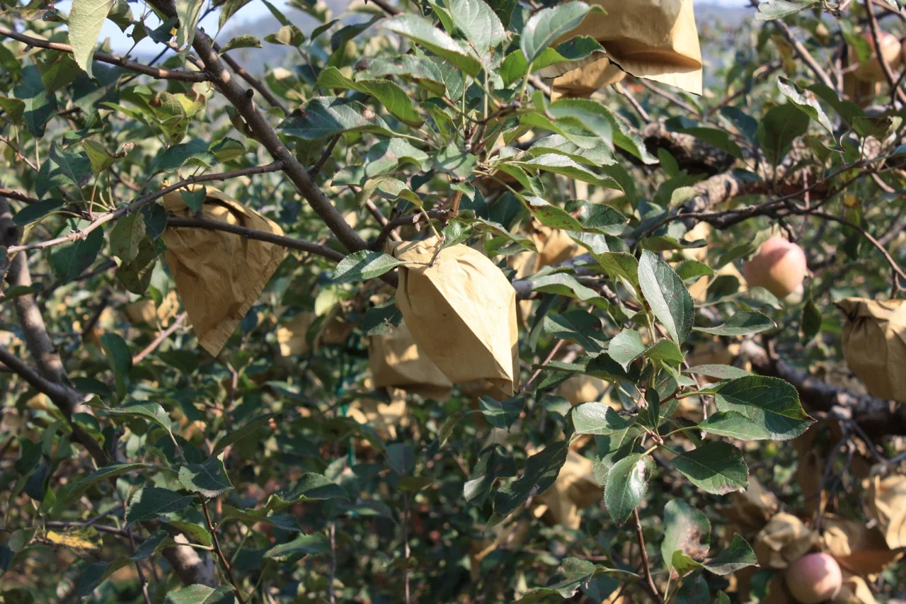 Each apple is packed in a paper bag and NOT SPRAYED directly. Please note that the trees might be sprayed. Please also note that Qixia does not have any big industries nearby (read: cleaner & safer).