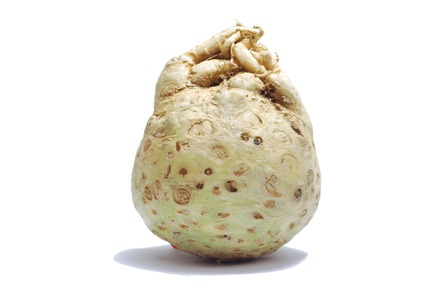 celeriac.png