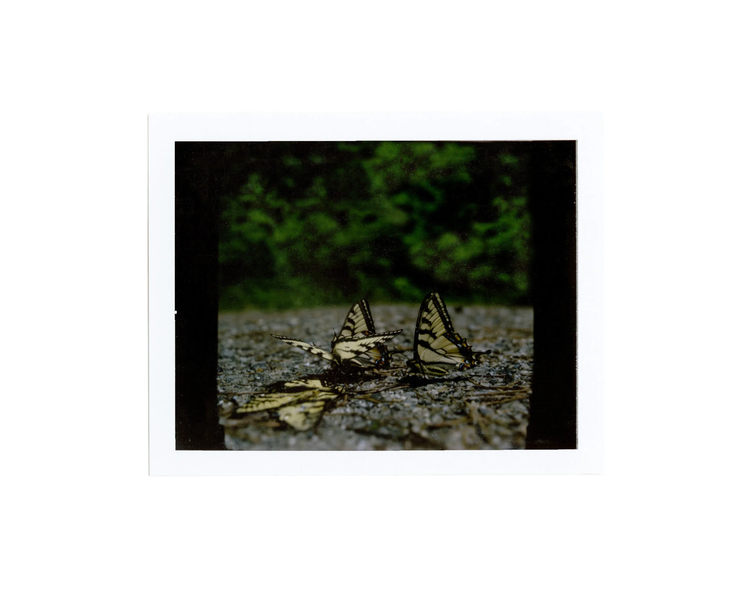 Polaroid_Scan-32-2.jpg