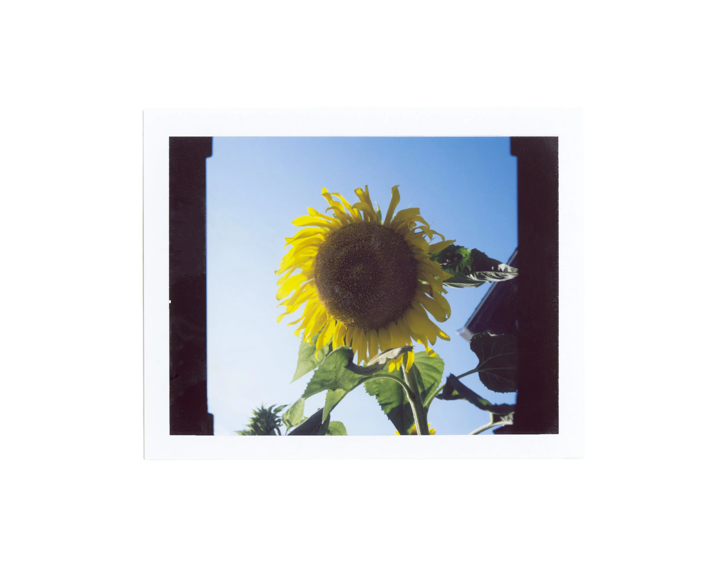 Polaroid_Scan-41-2.jpg