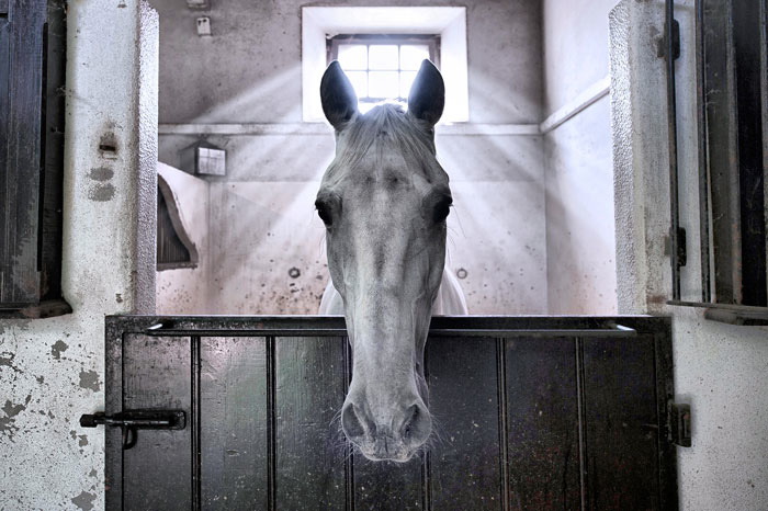 Portuguese photographer Filipa Scarpa has won the top prize in the FEI Solidarity World Photo Grand Prix for her image of Xisto, the angelic Lusitano, who has been nominated to compete at the Alltech FEI World Equestrian Games™ 2014 in Nomandy, France. (Filipa Scarpa/FEI)