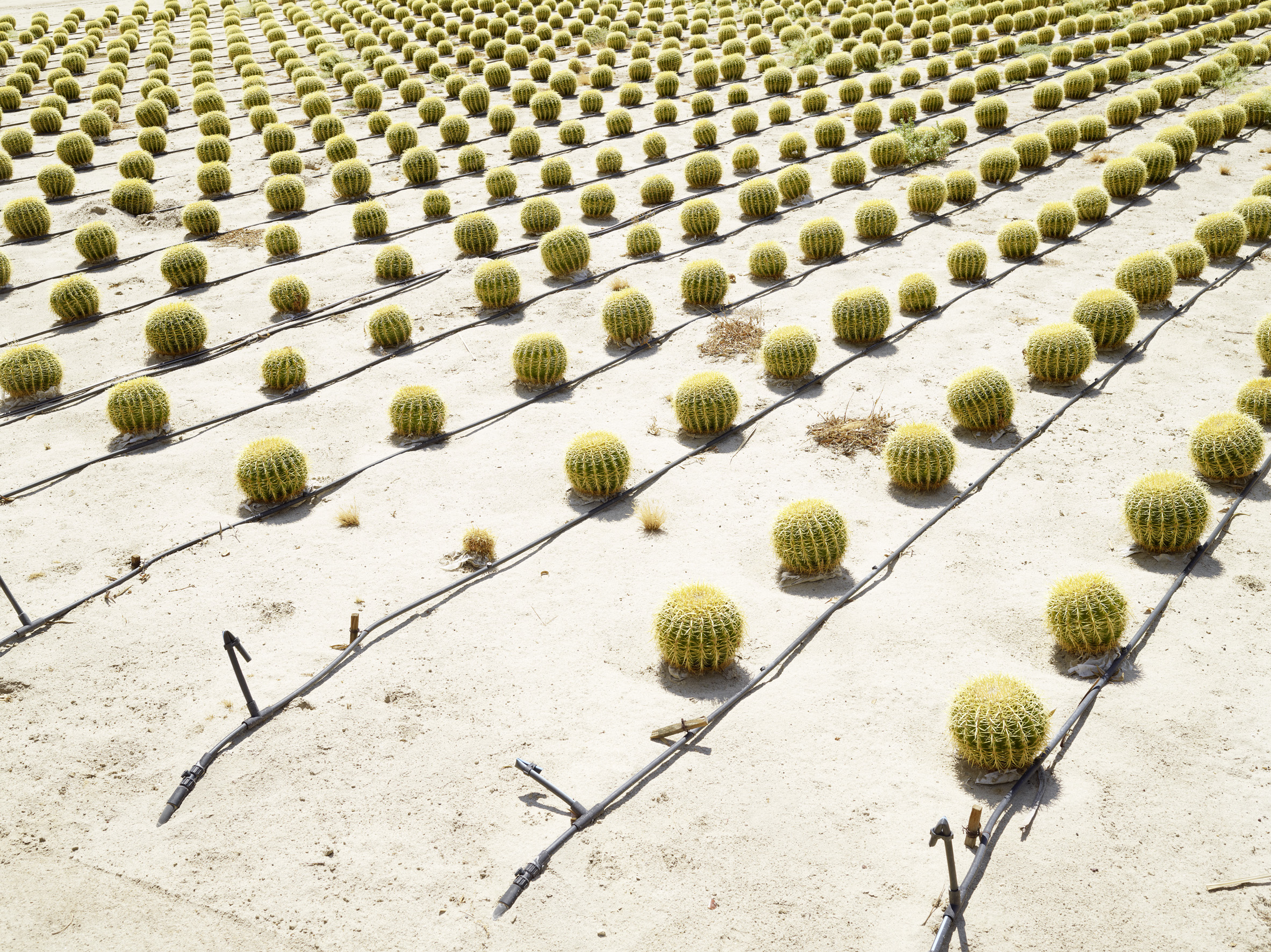 Henrik Spohler, Kakteenzucht, Borrego Springs, USA, 2011, aus der Serie The Third Day, © Henrik Spohler