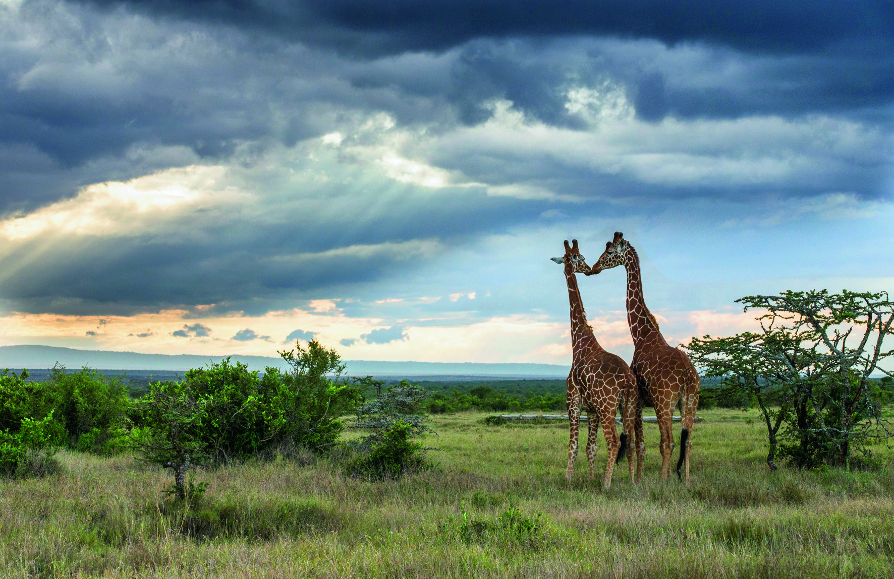 © The World's Most Magical Wilderness Escapes by Michael Poliza, published by teNeues, www.teneues.com. Laikipia Plateau, Kenya, Photo © 2015 Michael Poliza. All rights reserved. www.michaelpoliza.com