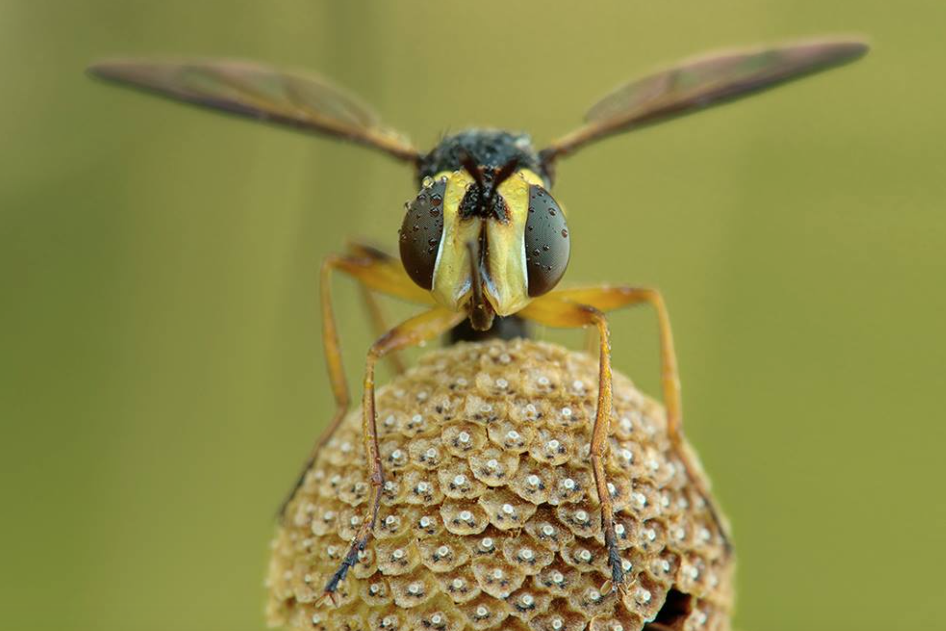 Foto: Manfred Huszar